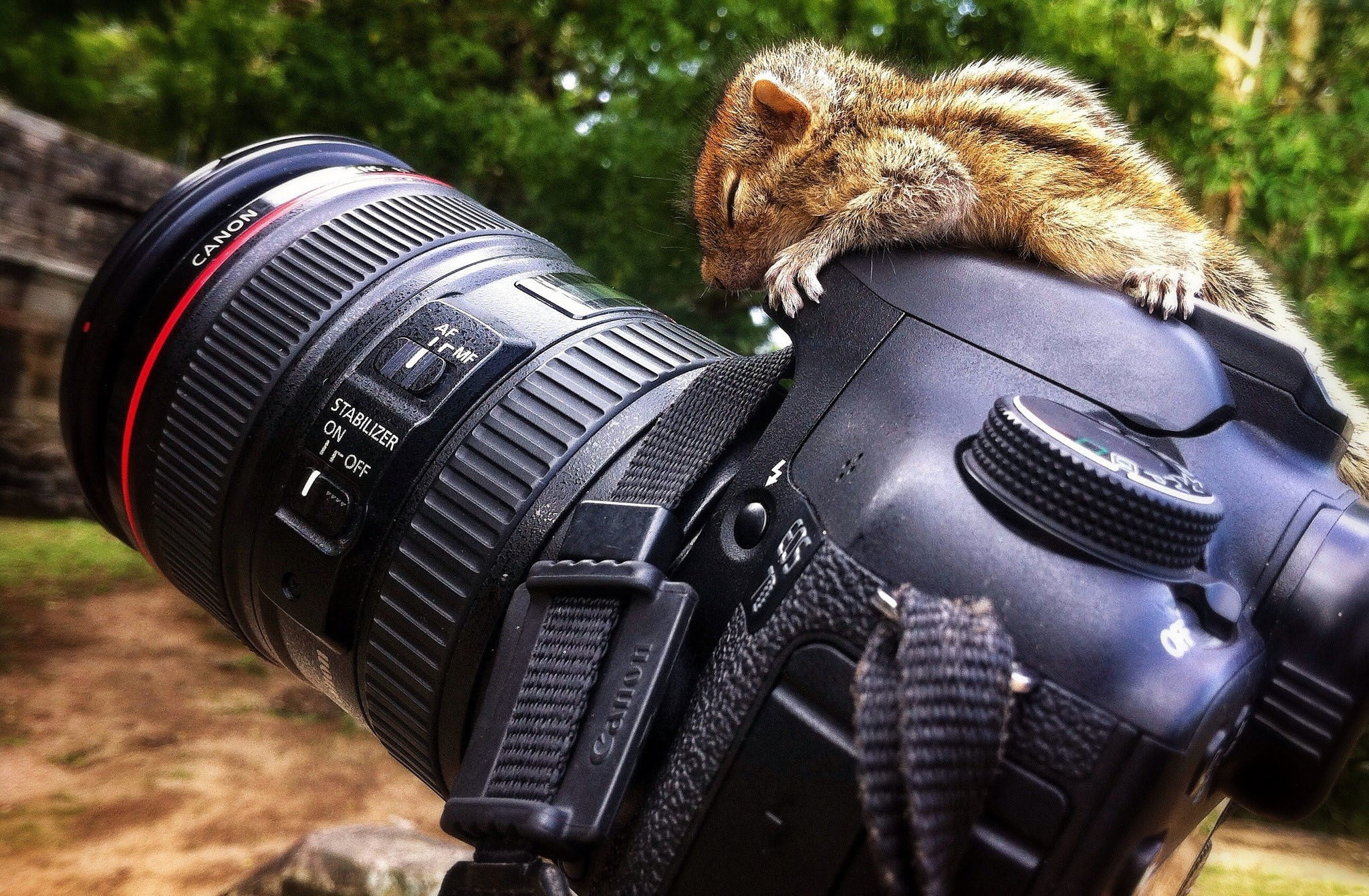 animals in the wild, close-up, land, Canon 7D , animal wildlife, cat, black, camera, camera - photographic equipment, squirrel, no people, pets, one animal, HD Wallpaper