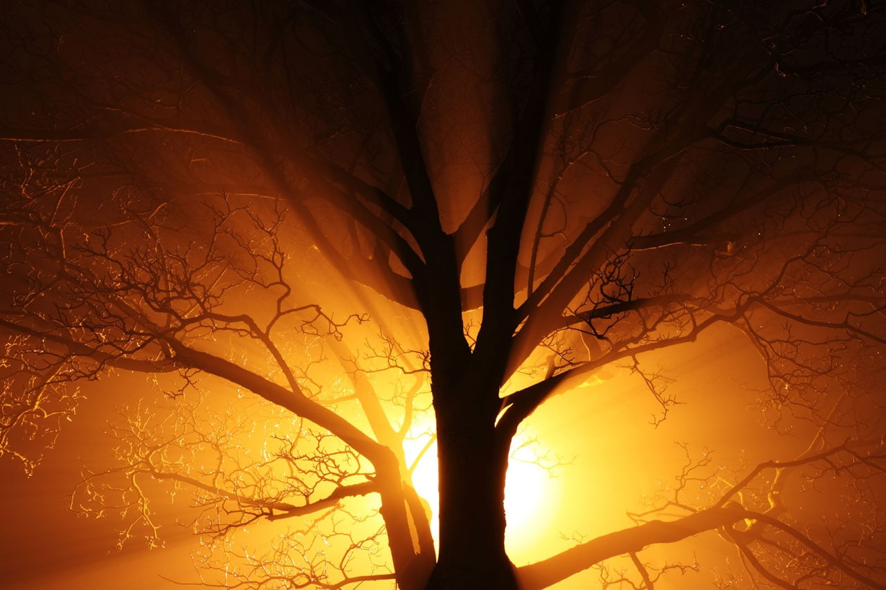 bright, branch, silhouette, growth, old, gold, no people, beauty in nature, 720P, night, sky, bare tree, plant, tranquil scene, scenics - nature, tree, HD Wallpaper