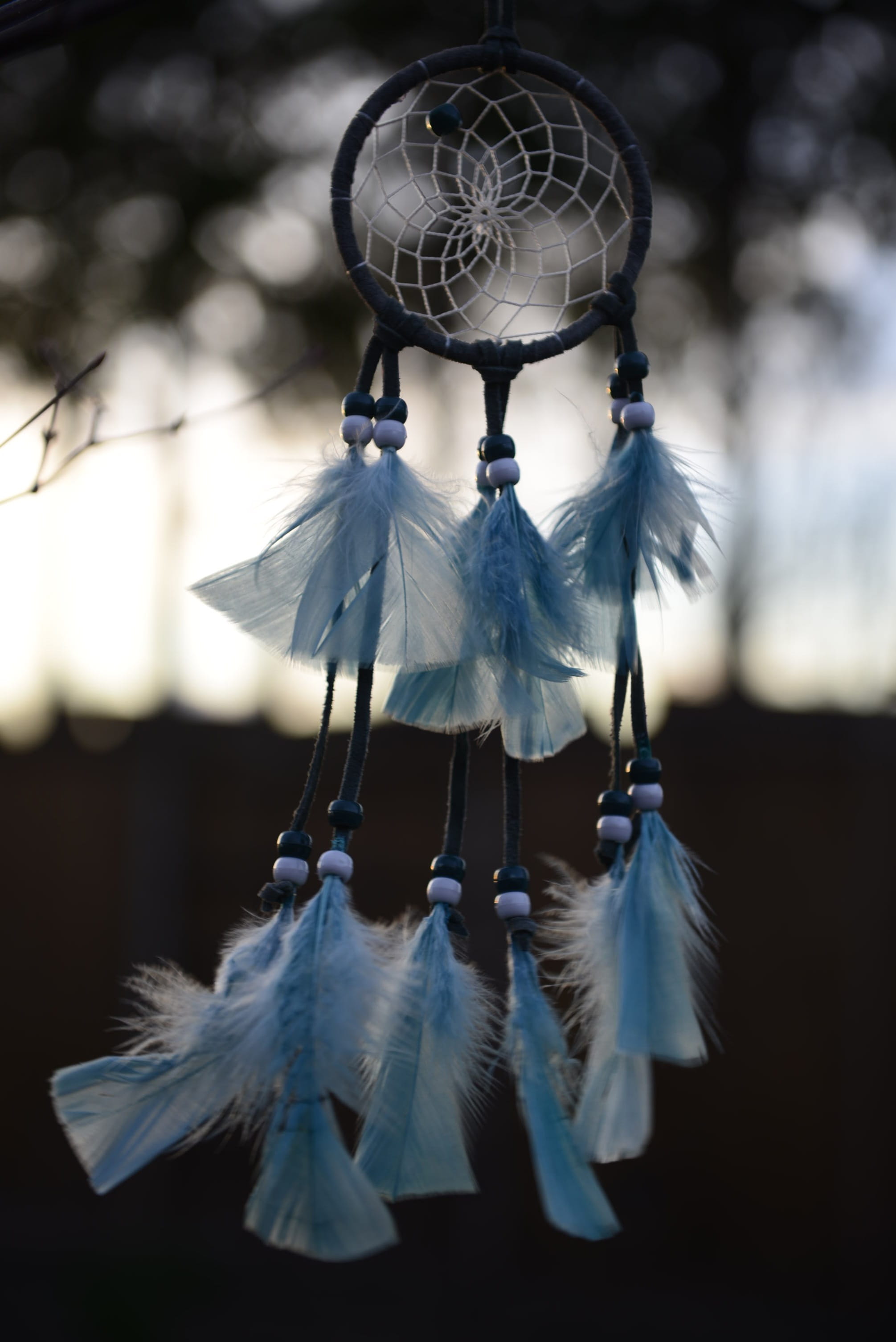 focus on foreground, white color, animal wildlife, bird, animal, outdoors, 2K, vertebrate, american, animal themes, hanging, native, selective focus, no people, Phone HD Wallpaper