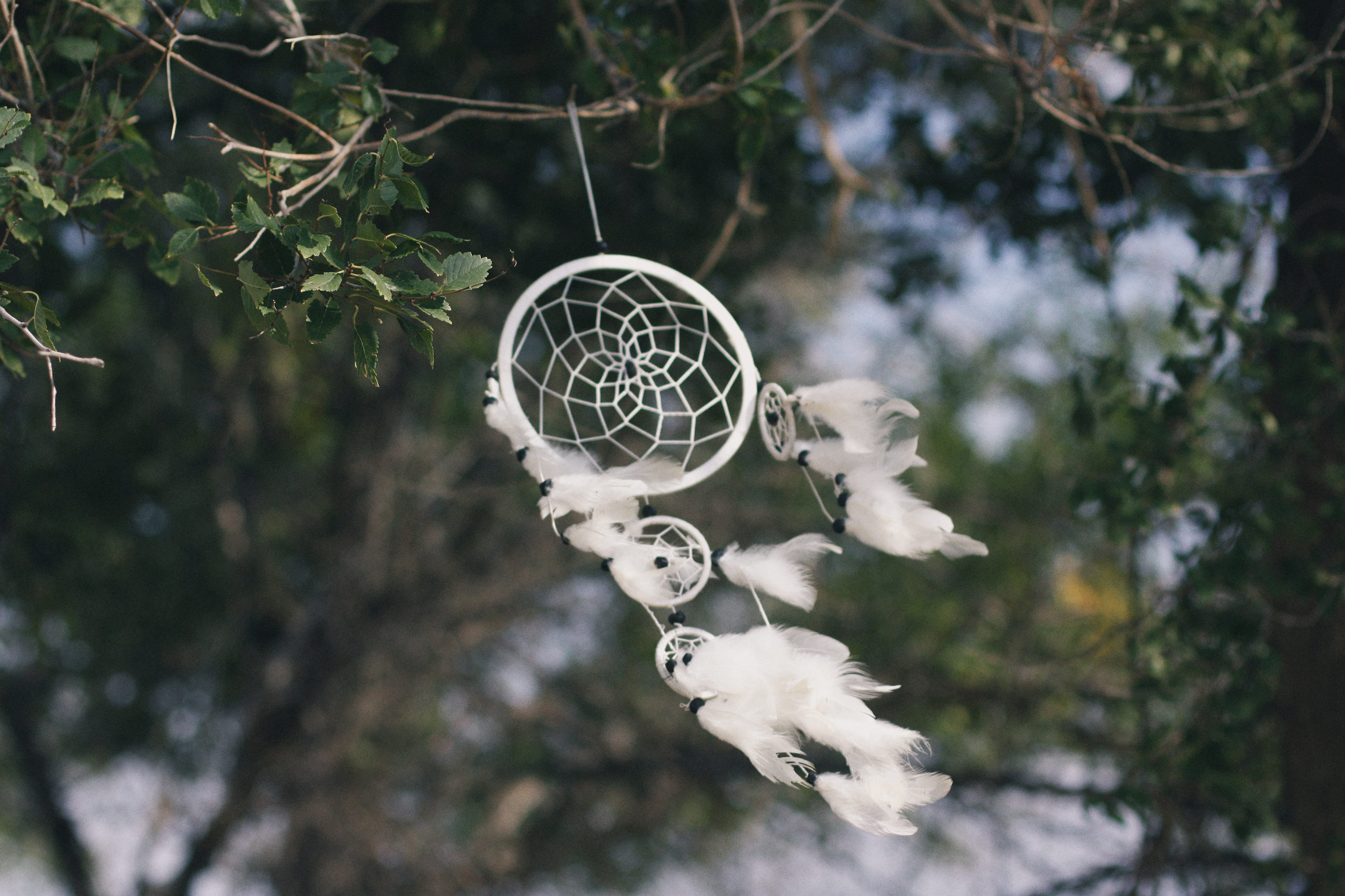 dove, white, low angle view, focus on foreground, art and craft, droplet, pigeon, catcher, environment, animal, bird feeder, nature, wind, decoration, hoop, HD Wallpaper