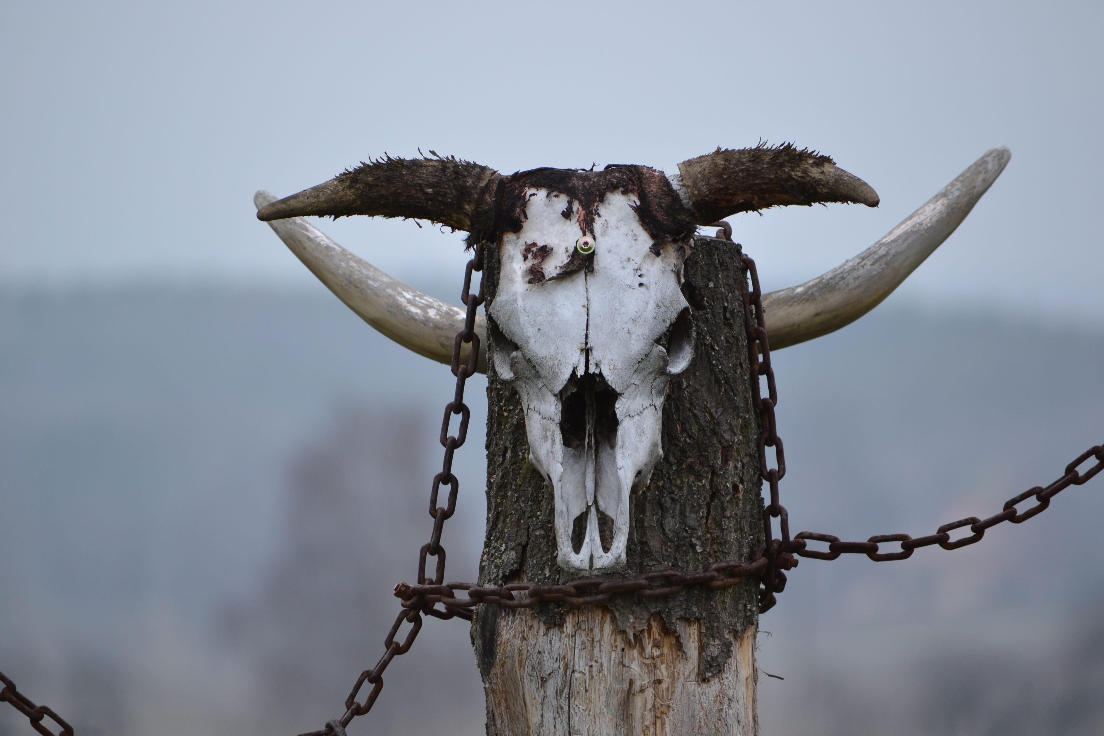 animal, water, animal head, day, barbed Wire, skull, close-up, 4K, mount, animal body part, selective focus, selective, totem, chain, horned, bull, livestock, HD Wallpaper