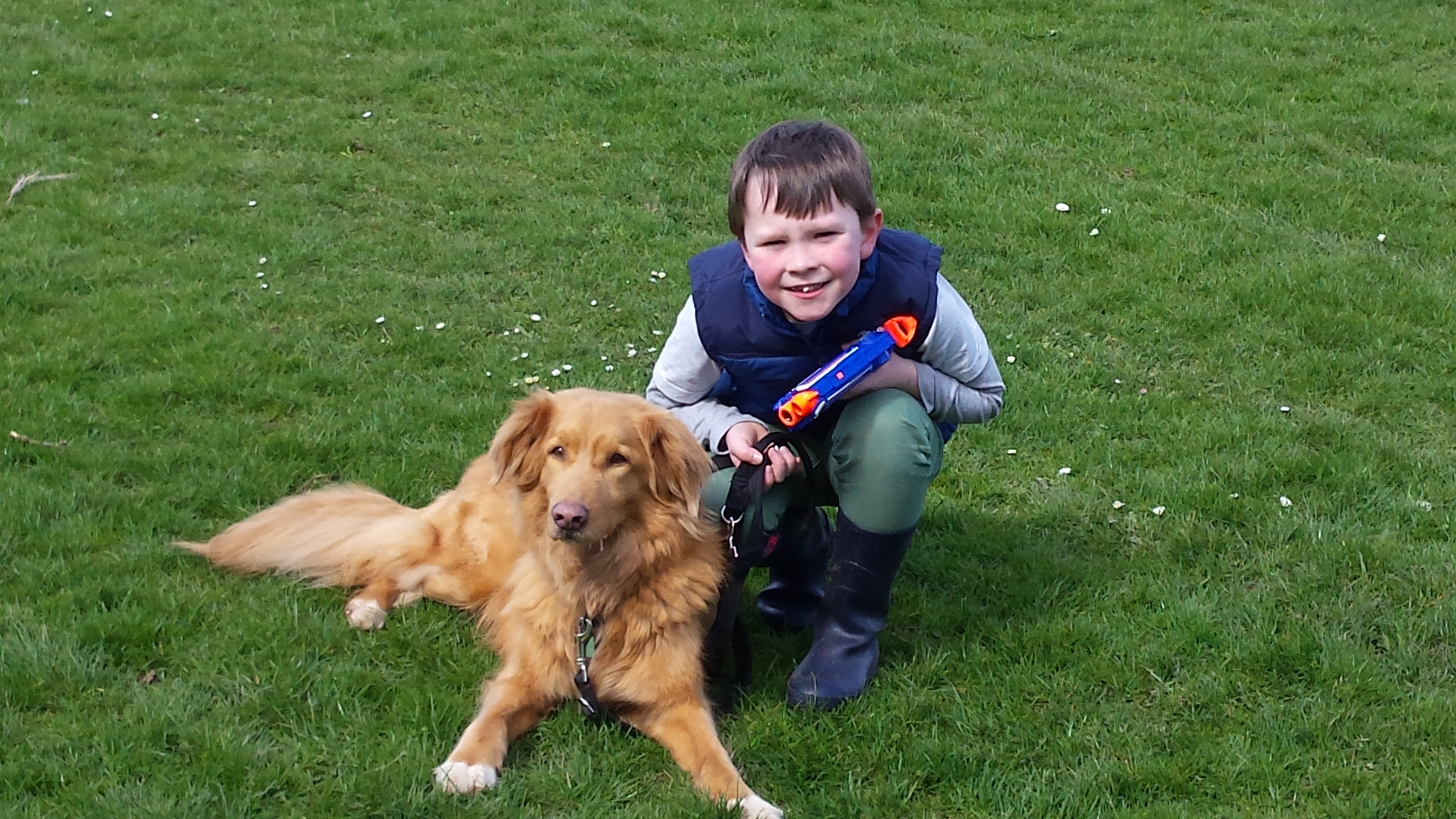 happiness, toller, innocence, grass, 4K, animal themes, one person, friendship, full length, pet owner, mammal, kid, animal, smiling, pets, one animal, HD Wallpaper