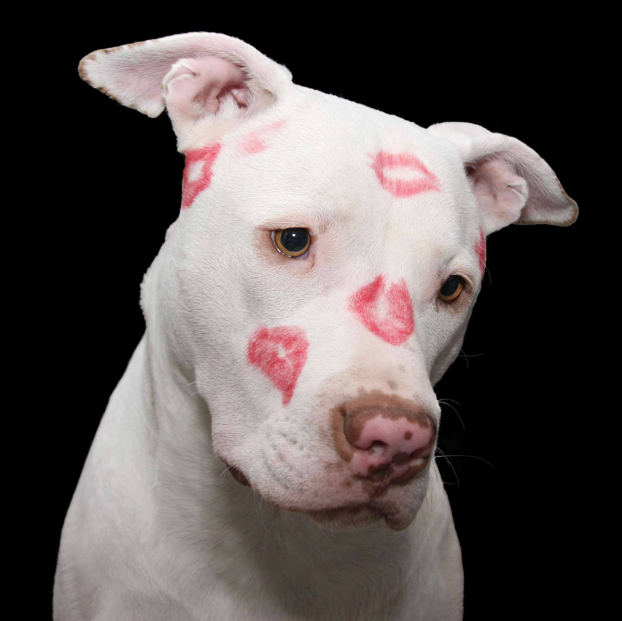 black, animal head, no people, cut out, cute, one animal, lips, dog, american staffordshire terrier, studio shot, animal, portrait, american pit bull terrier, HD Wallpaper