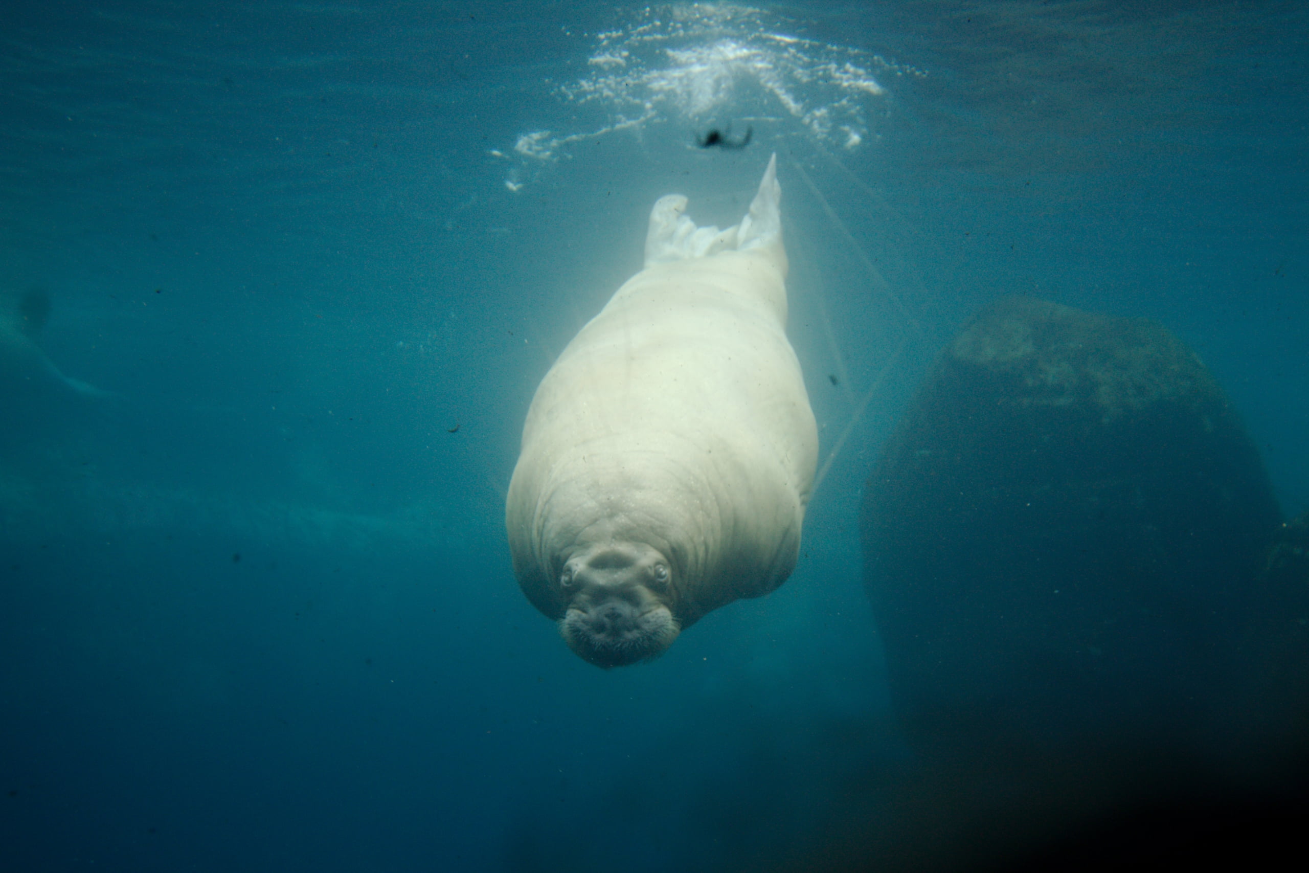 underwater, no people, outdoors, water, aquatic mammal, animal, marine, one animal, sea, nature, Hamburg, snout, motion, animal themes, mammal, animals in the wild, HD Wallpaper