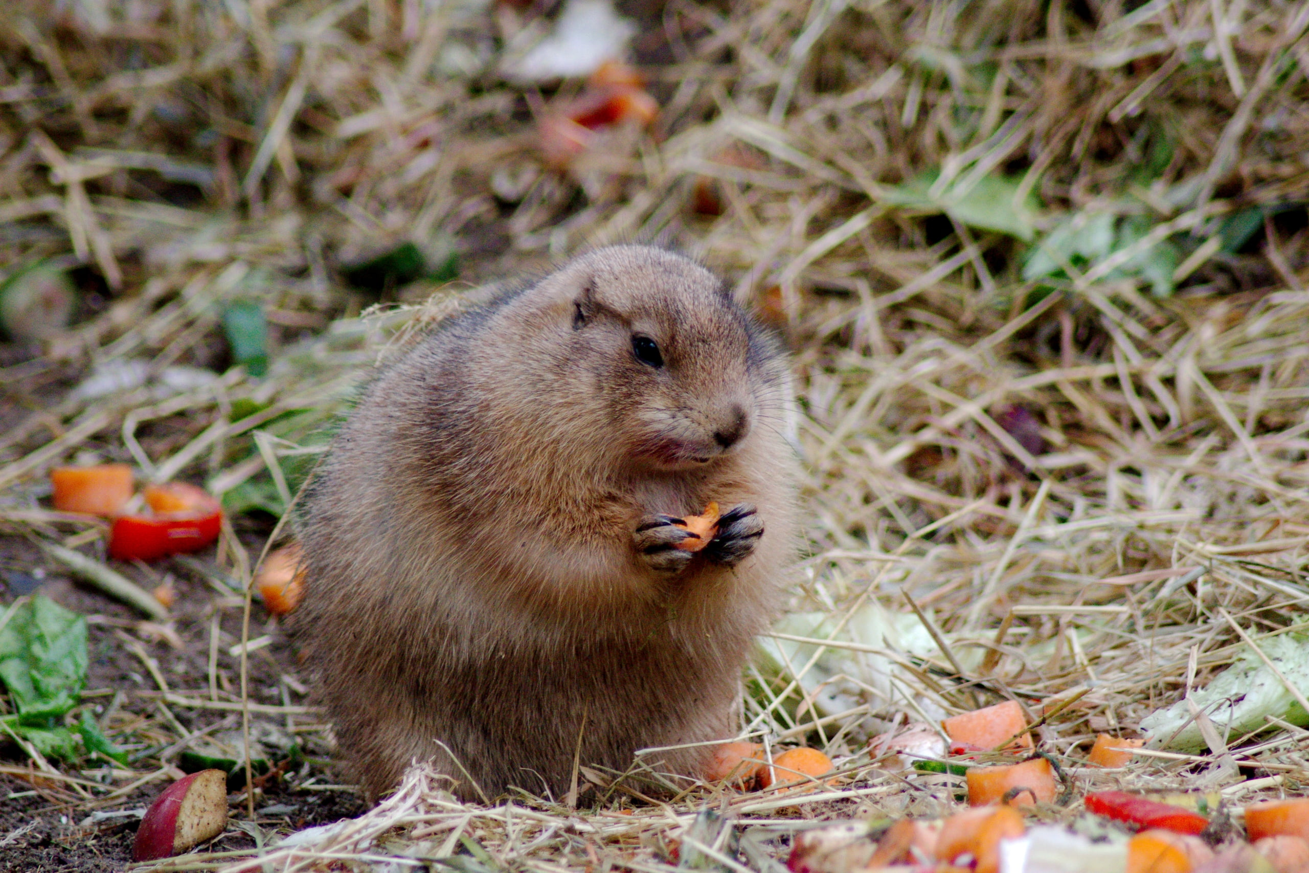 field, 2K, food, mammal, animal themes, no people, animal wildlife, day, land, plant, rodent, vertebrate, outdoors, mouth open, plant part, Zoo, leaf, HD Wallpaper