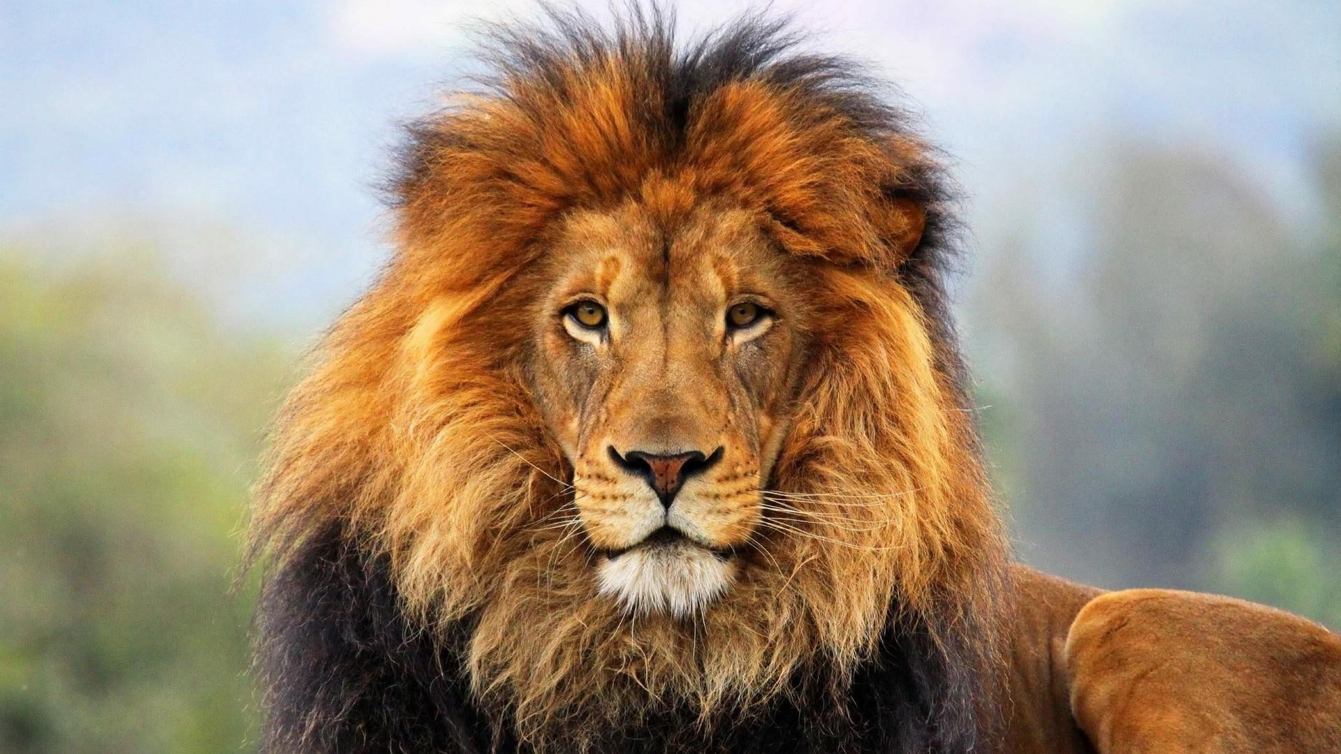 safari, beautiful, zoo, animals, lion, 1080P, HD Wallpaper