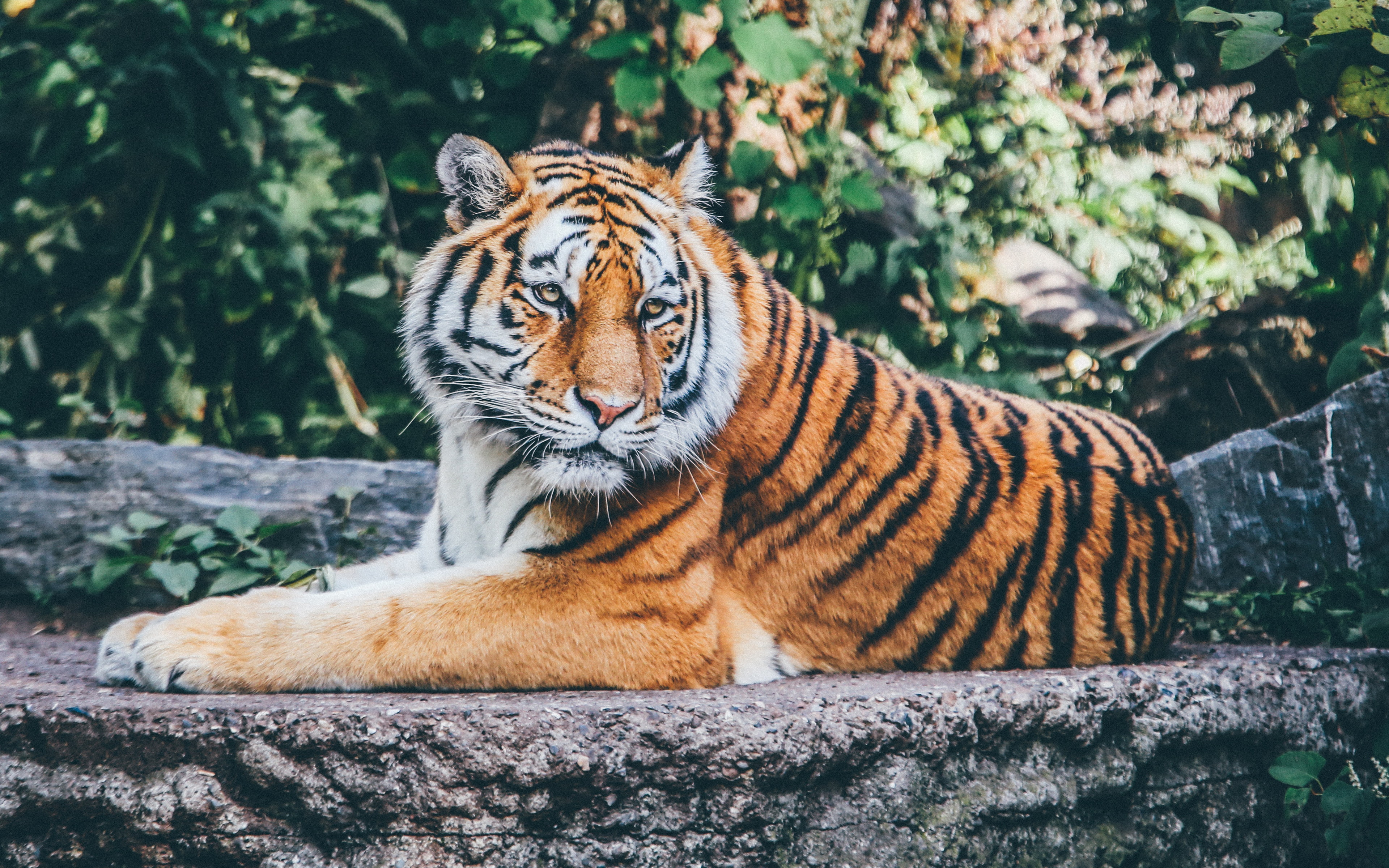 k, Tiger, Zoo, 4K, HD Wallpaper