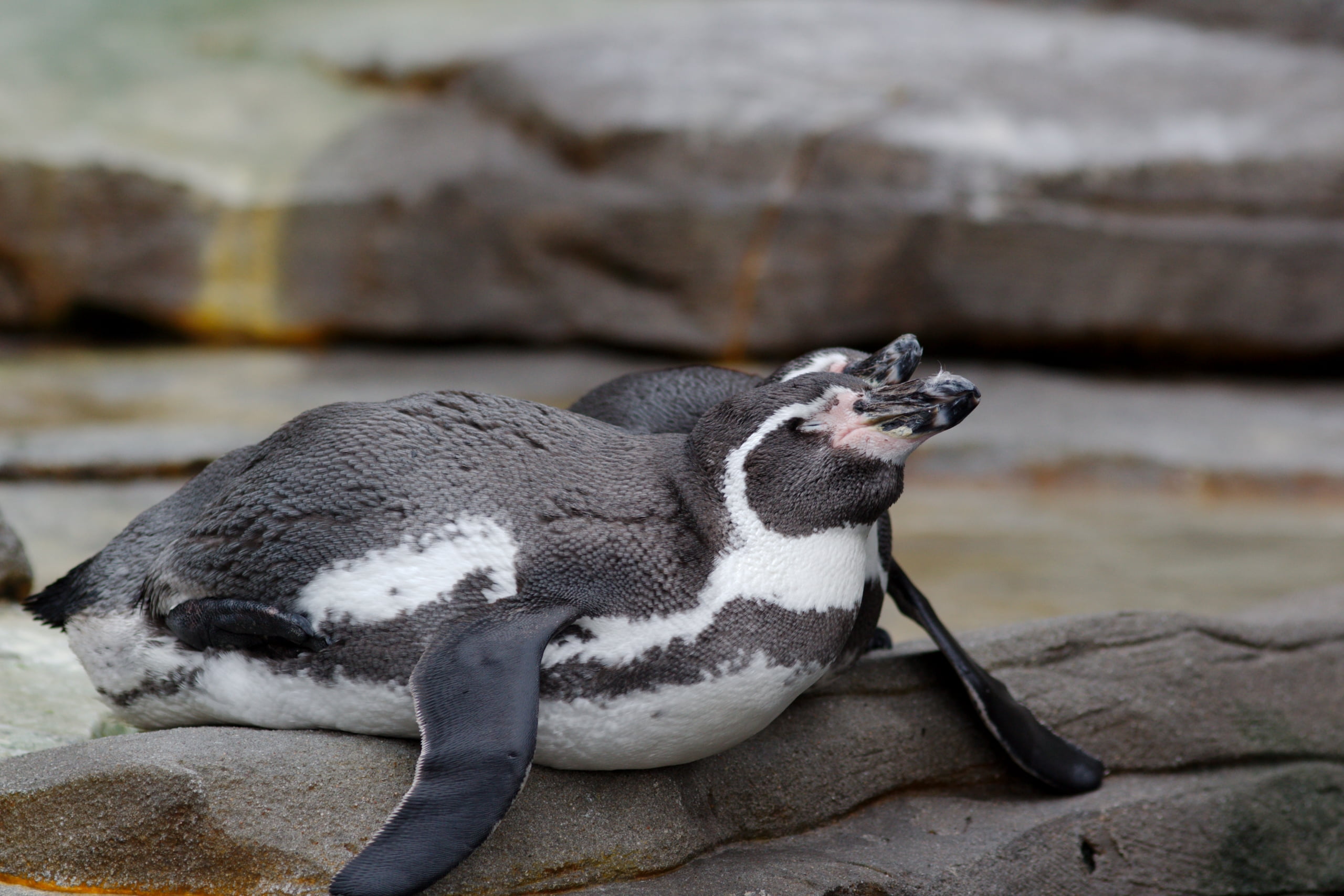 rock, mammal, penguins, outdoors, penguin, solid, animals in the wild, full length, mouth open, vertebrate, close-up, nature, rock - object, animal, animal themes, HD Wallpaper