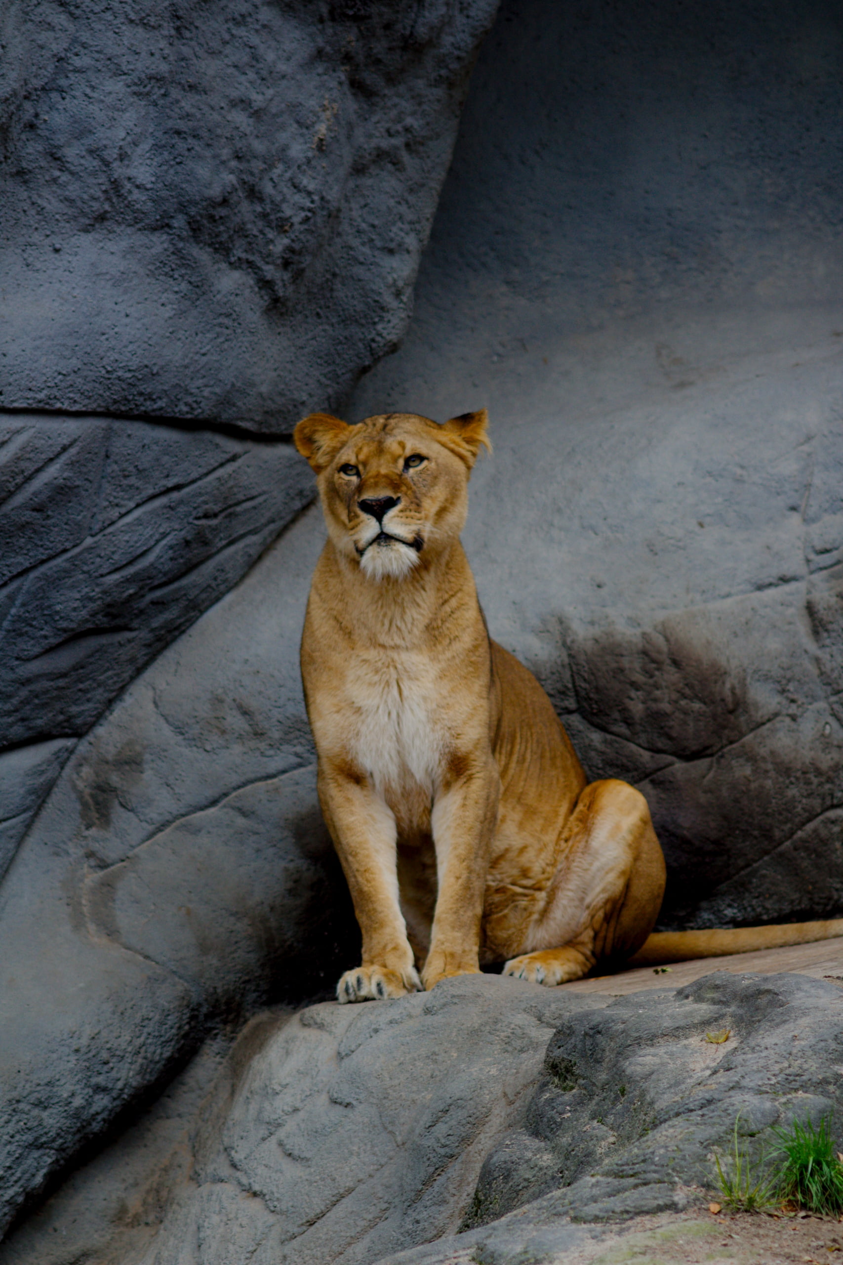 female animal, Hamburg, no people, vertebrate, solid, lion - feline, rock, pets, animal, 2K, lioness, rock - object, cat, domestic animals, Zoo, animal wildlife, Phone HD Wallpaper