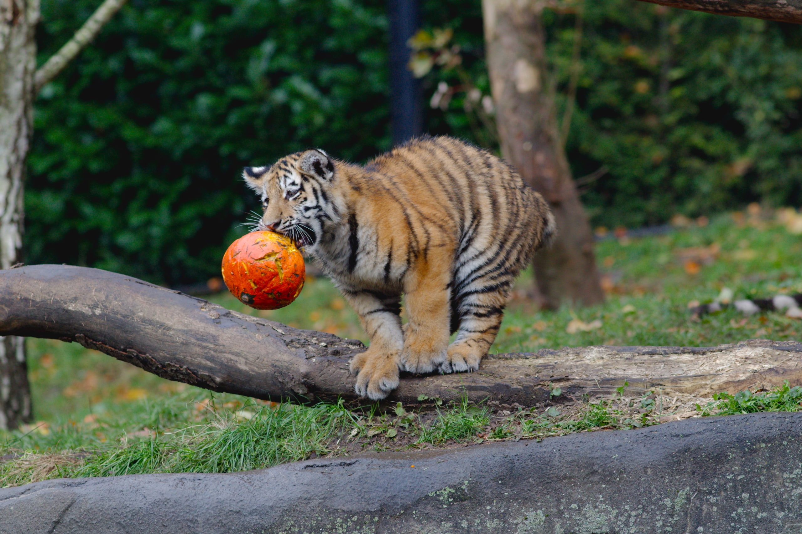 striped, animal wildlife, cat, animal themes, nature, one animal, no people, vertebrate, mammal, tiger, day, big cat, plant, feline, full length, 2K, animal, HD Wallpaper