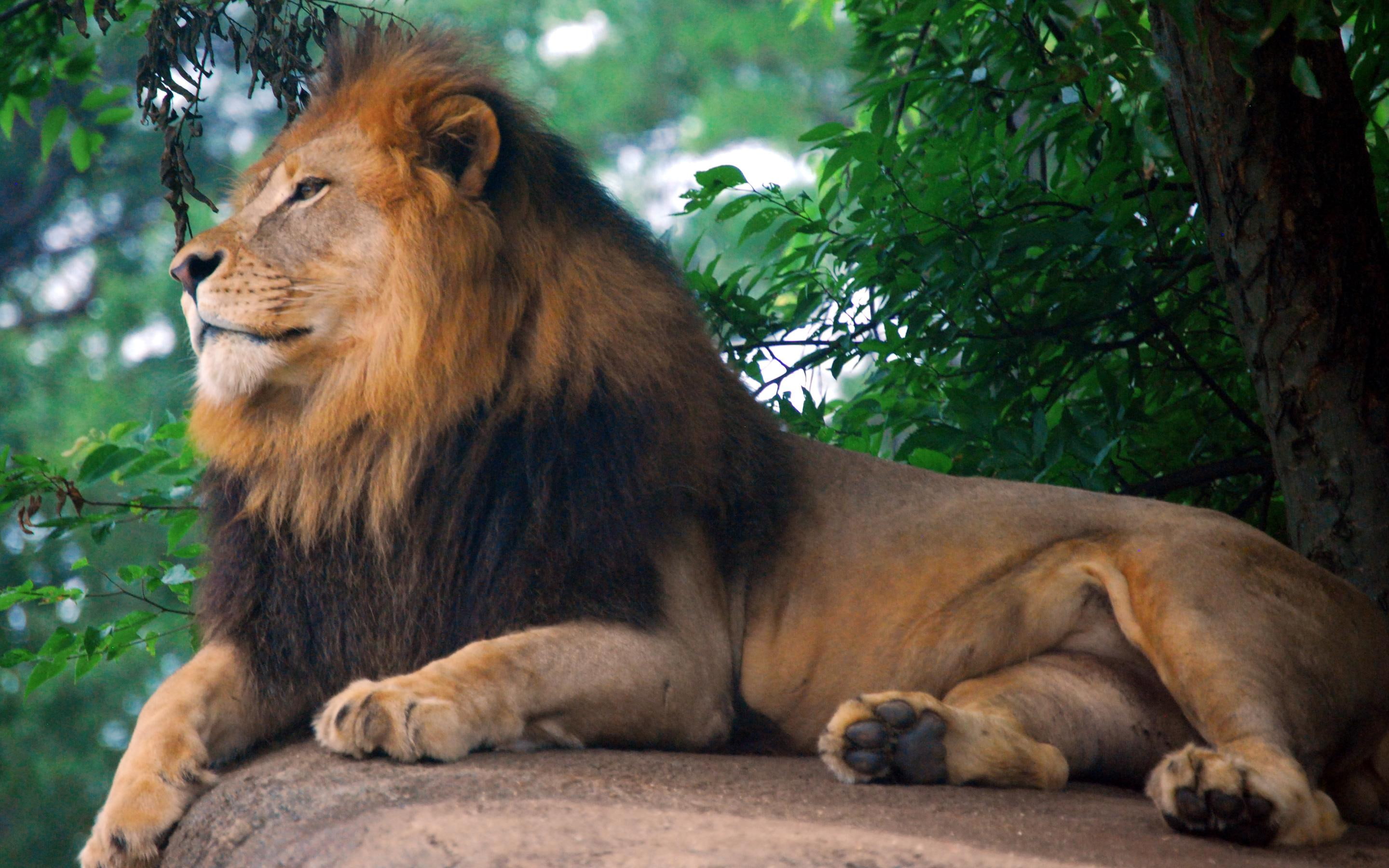 king, 2K, lion, zoo, HD Wallpaper