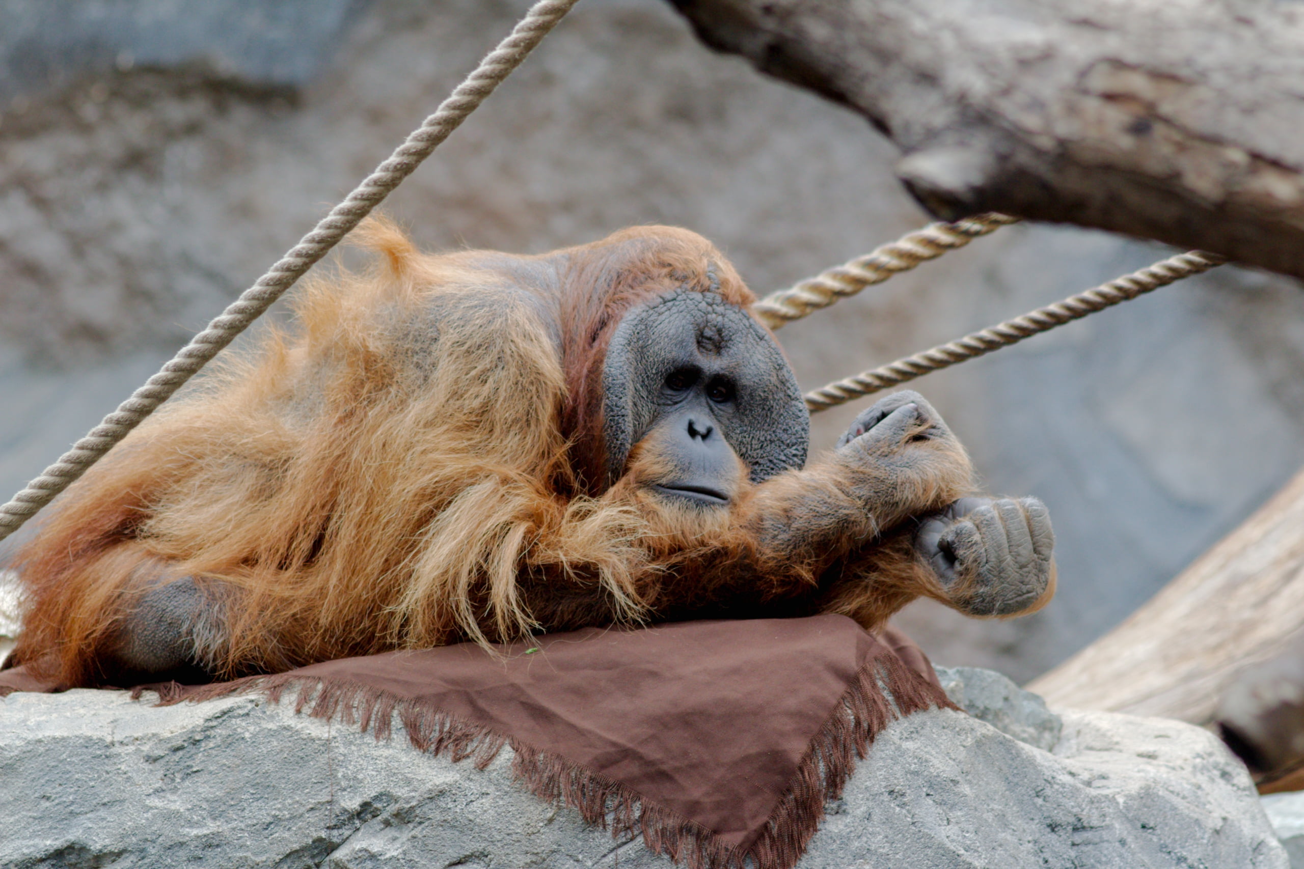 lying down, animals in captivity, Hamburg, close-up, animals in the wild, monkey, orangutans, animals, Zoo, ape, animal wildlife, mammal, no people, relaxation, HD Wallpaper