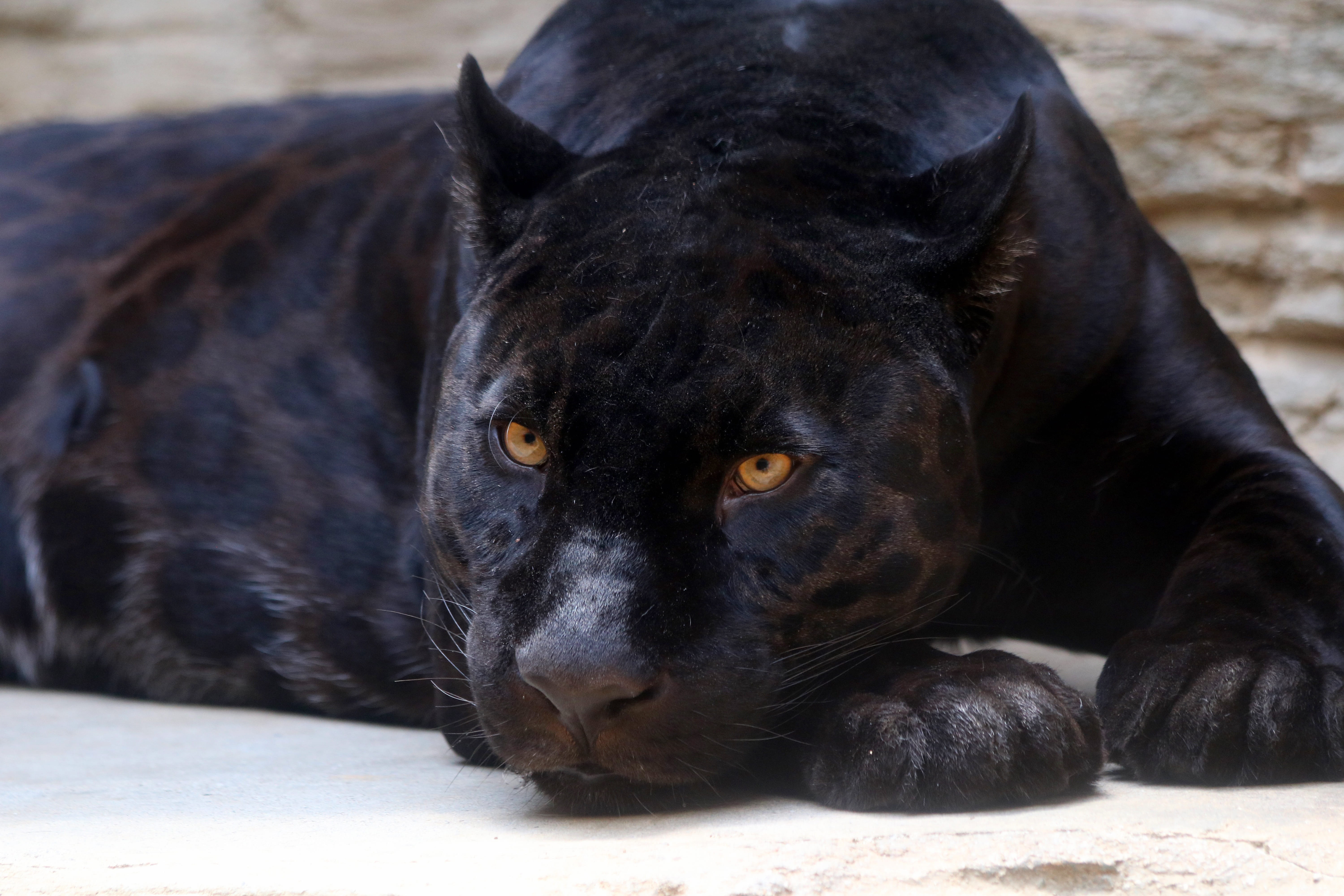 black color, vertebrate, canine, looking at camera, whisker, day, portrait, one animal, predator, lying down, close-up, no people, pets, dog, animal themes, HD Wallpaper