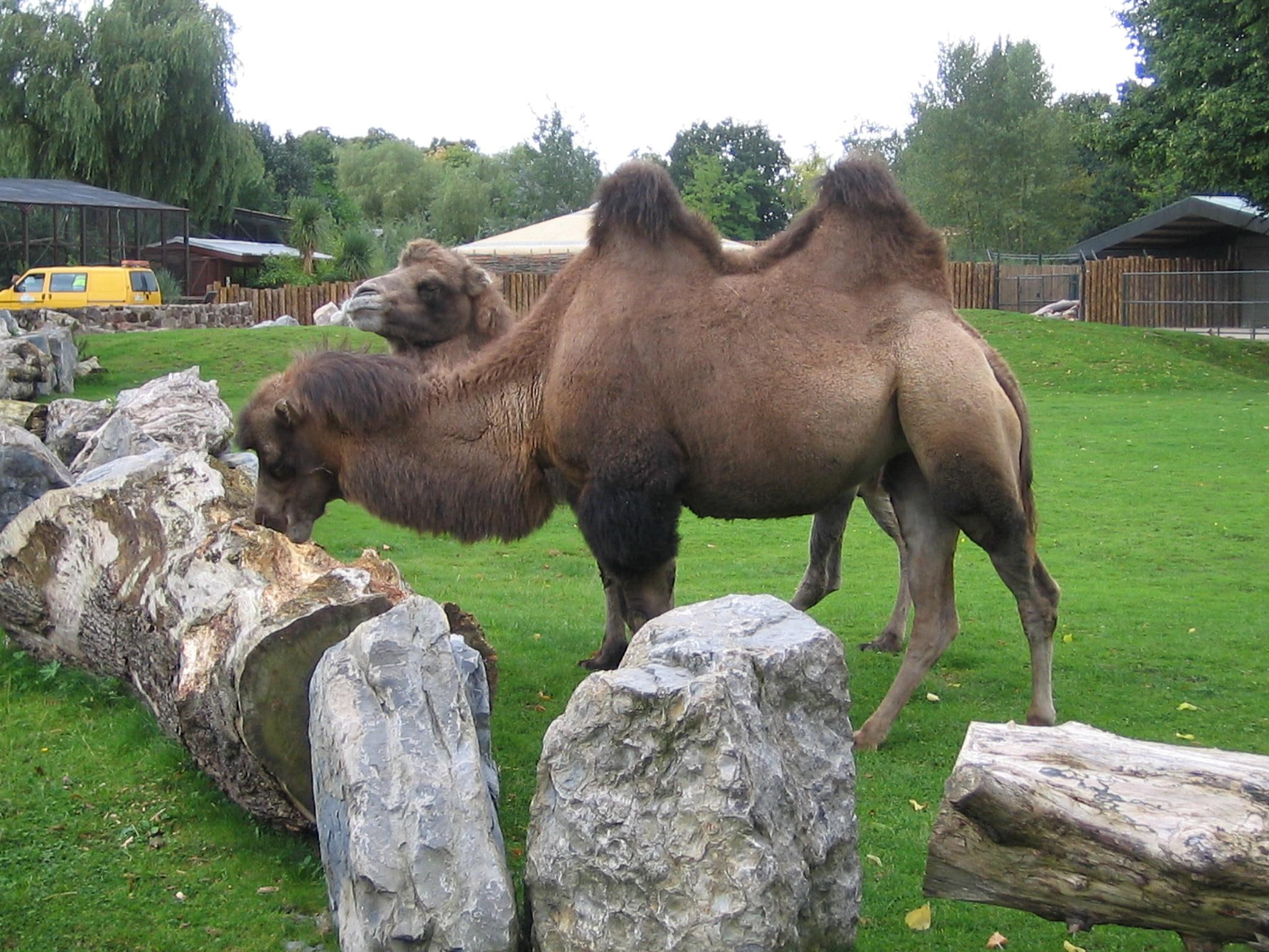 chester, animal, zoo, 1080P, camel, animals, HD Wallpaper