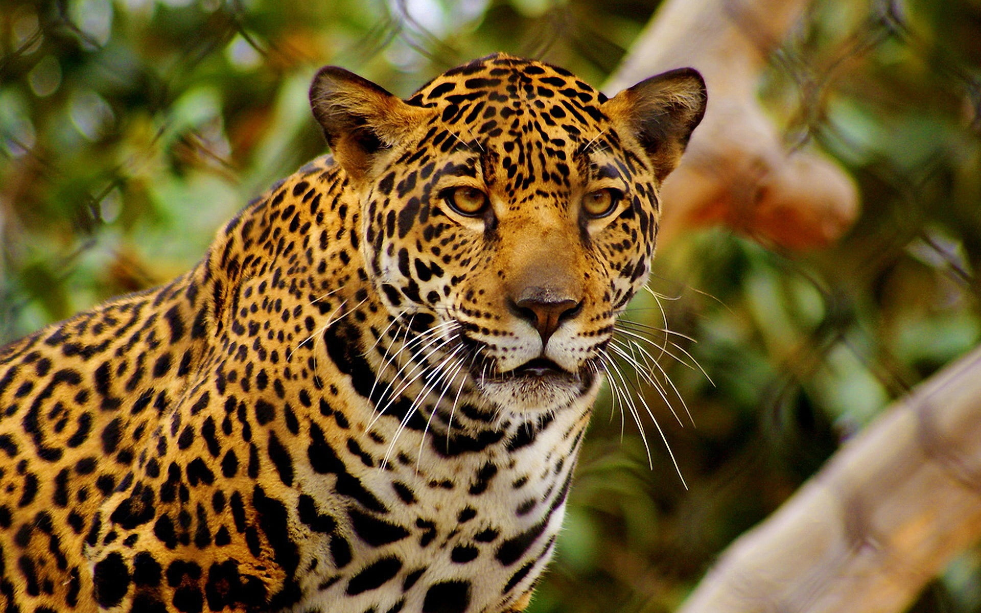 Jaguar, Zoo, 1080P, HD Wallpaper