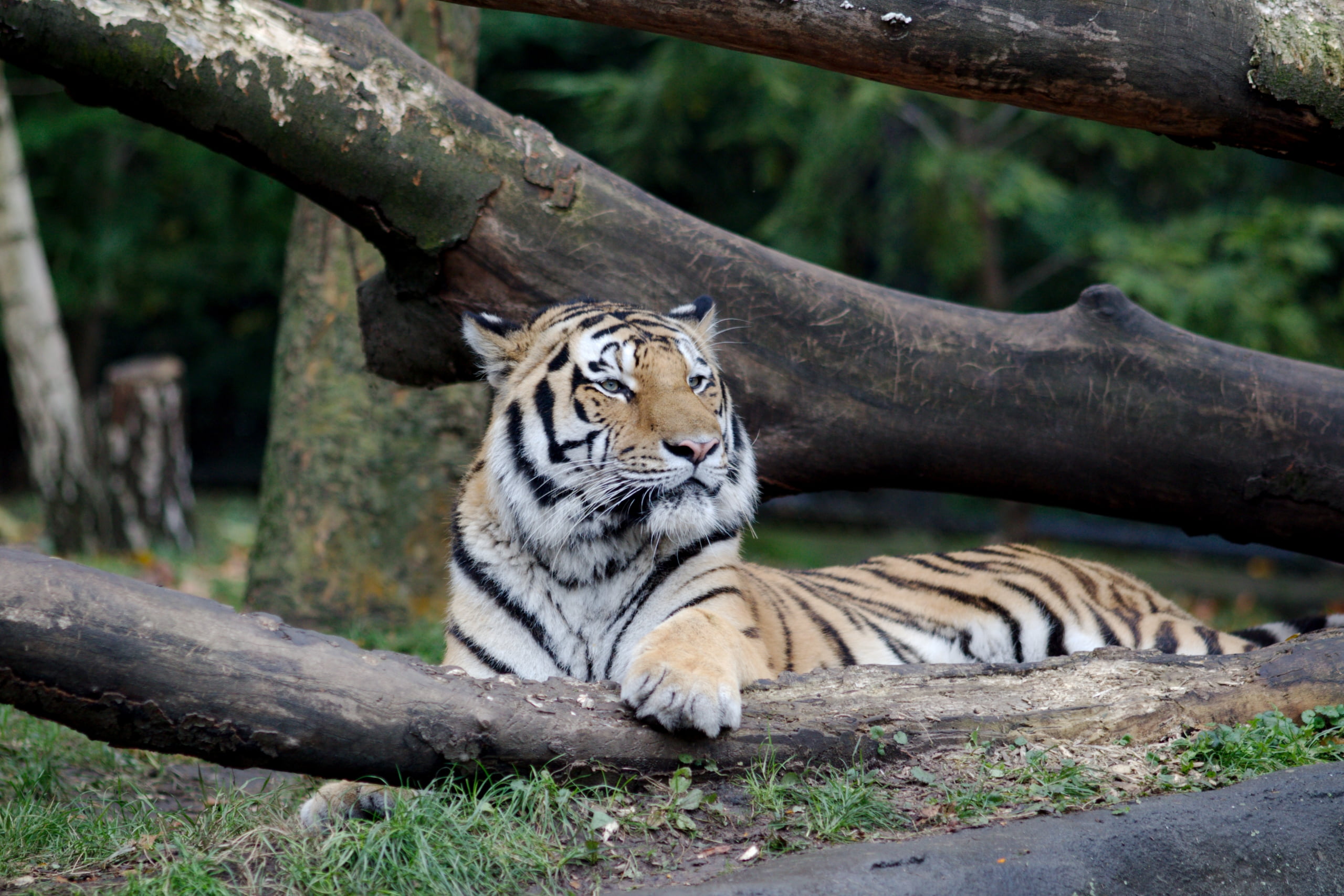 vertebrate, relaxation, big cat, Hamburg, one animal, 2K, cat, plant, outdoors, whisker, day, animal wildlife, nature, animal, Zoo, carnivora, animal themes, HD Wallpaper