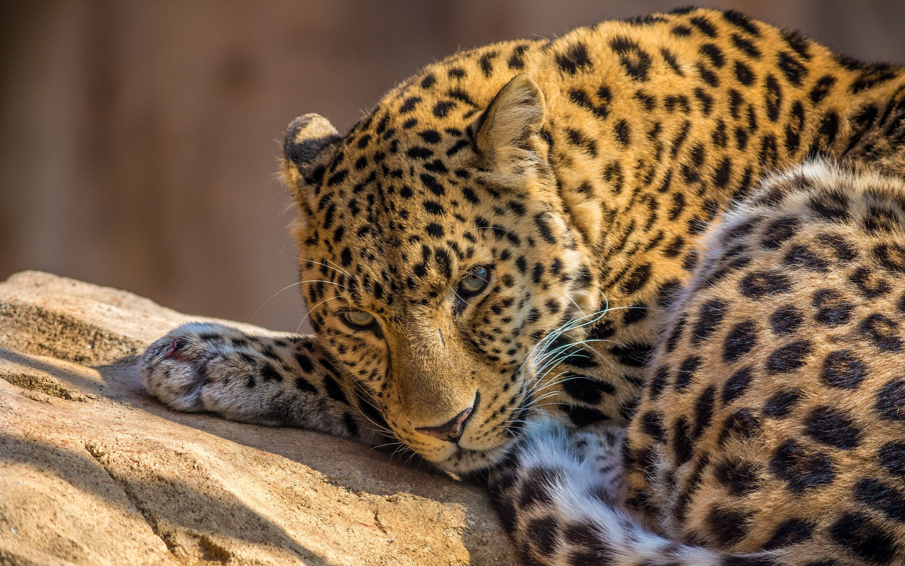 Zoo Leopard, zoo, 2K, leopard, HD Wallpaper