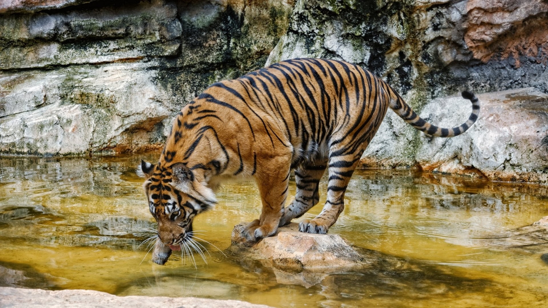 animals in the wild, 1080P, carnivora, day, brown, big cat, animal wildlife, black, one animal, animal themes, animal, no people, nature, mammal, drinking, HD Wallpaper