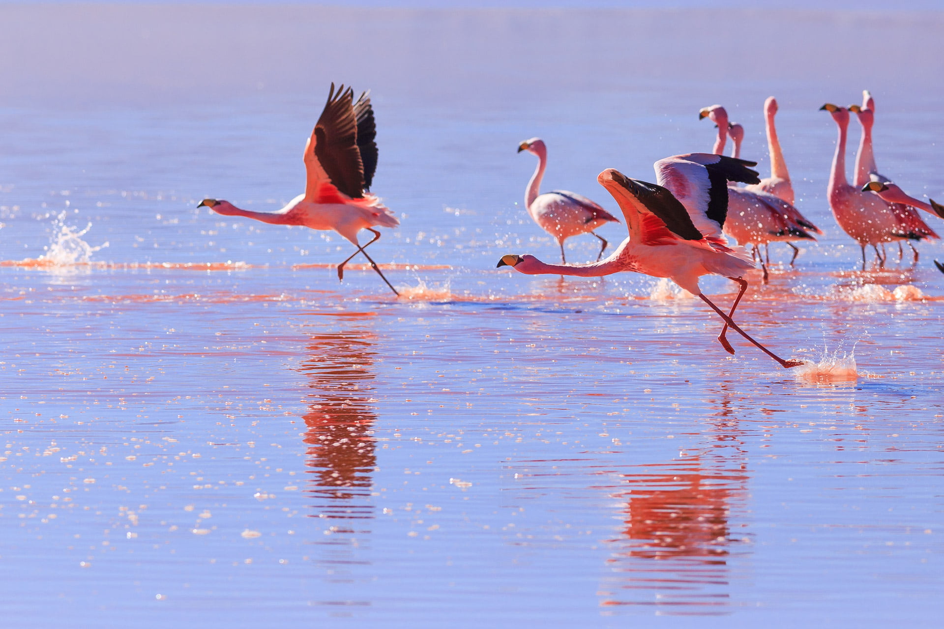 water, flock, 1080P, Colorado, wildlife, Ferias, calm, sea  Bird, animal, Red Lake, Travel, animals In The Wild, bird, lesser, takeoff, Nature, Trip, flamingo, HD Wallpaper