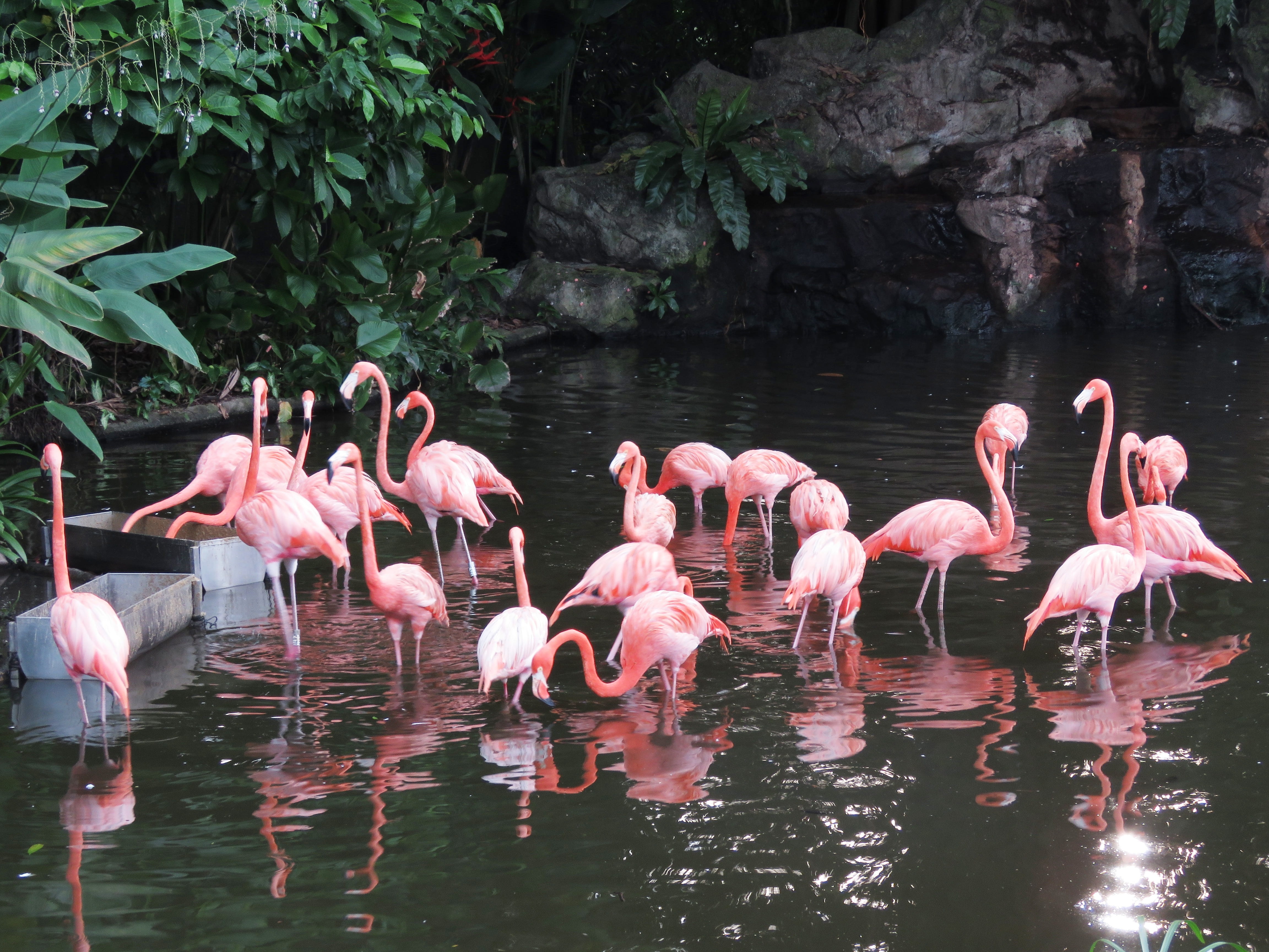 flock, 4K, animal themes, near, long nose, flamingos, flamingo, big bird, animal, group of animals, reflection, outdoors, animals in the wild, no people, HD Wallpaper