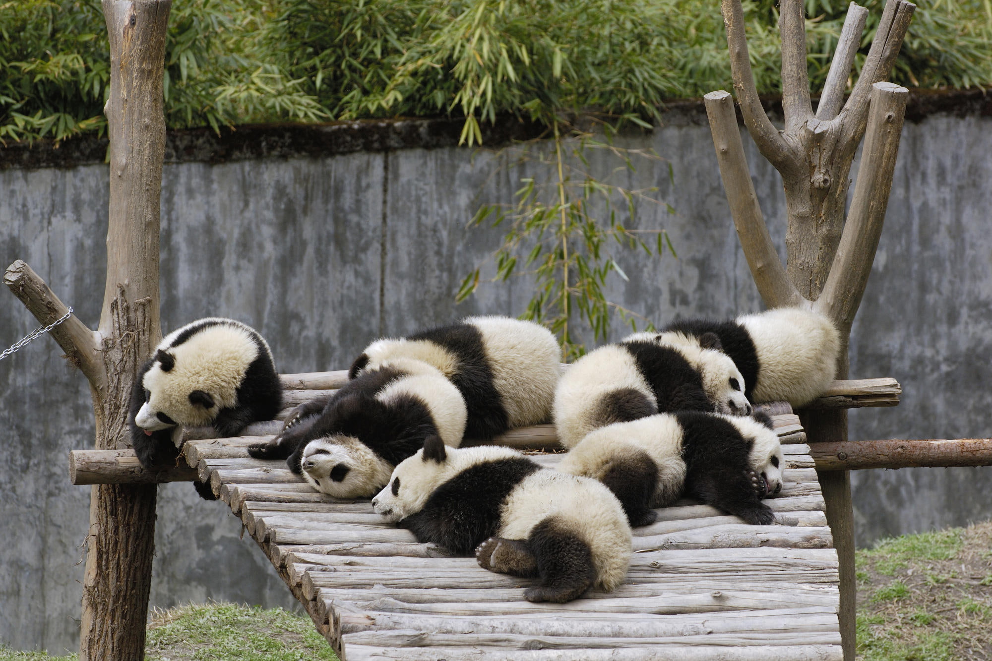 1080P, sleeping, bamboo, animals, pandas, HD Wallpaper
