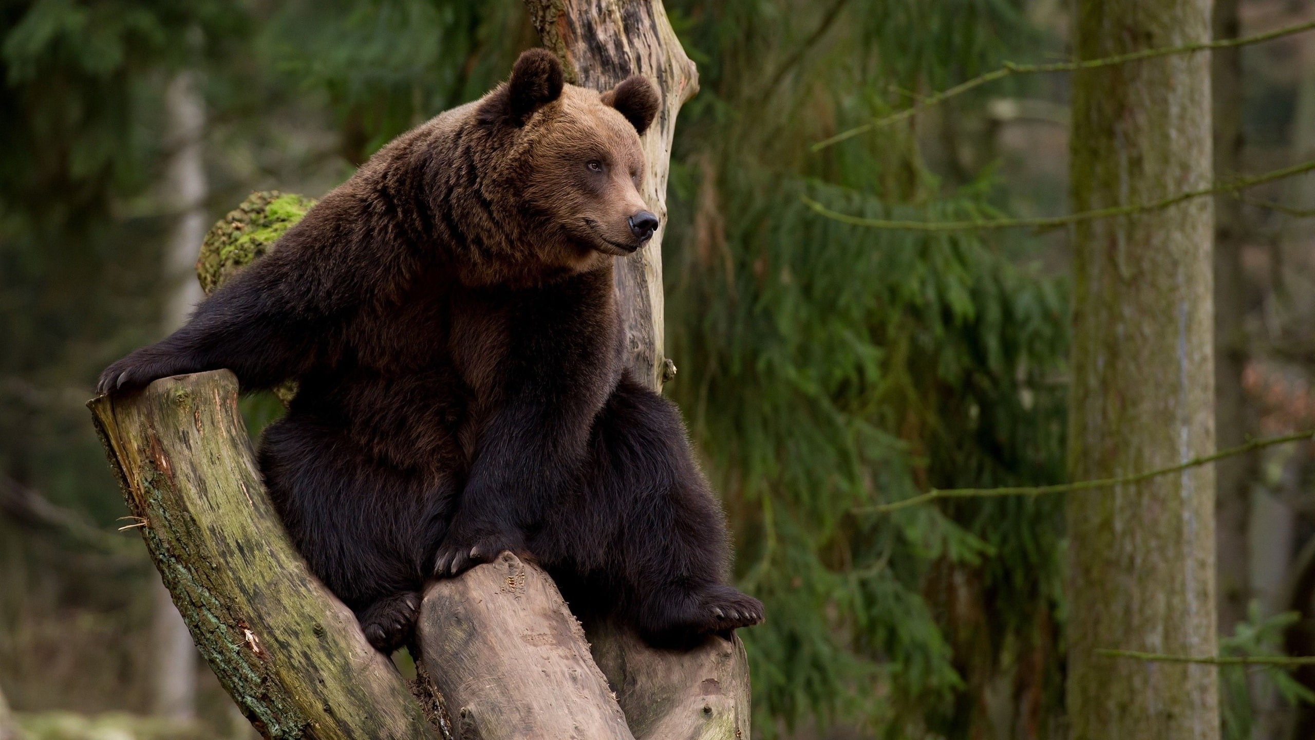Bear, 2K, Climb, Tree, Rest, HD Wallpaper