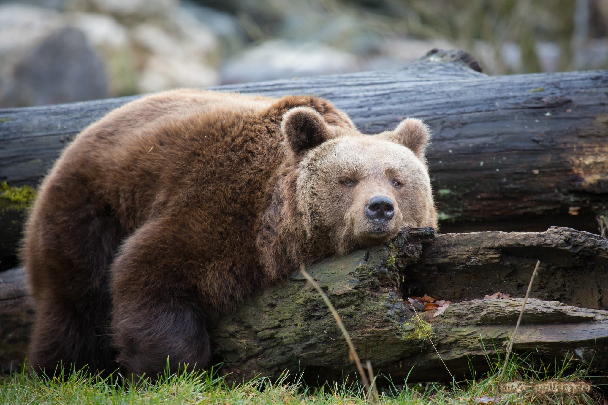 resting, 1080P, trunk, wood, Bear, brown, HD Wallpaper