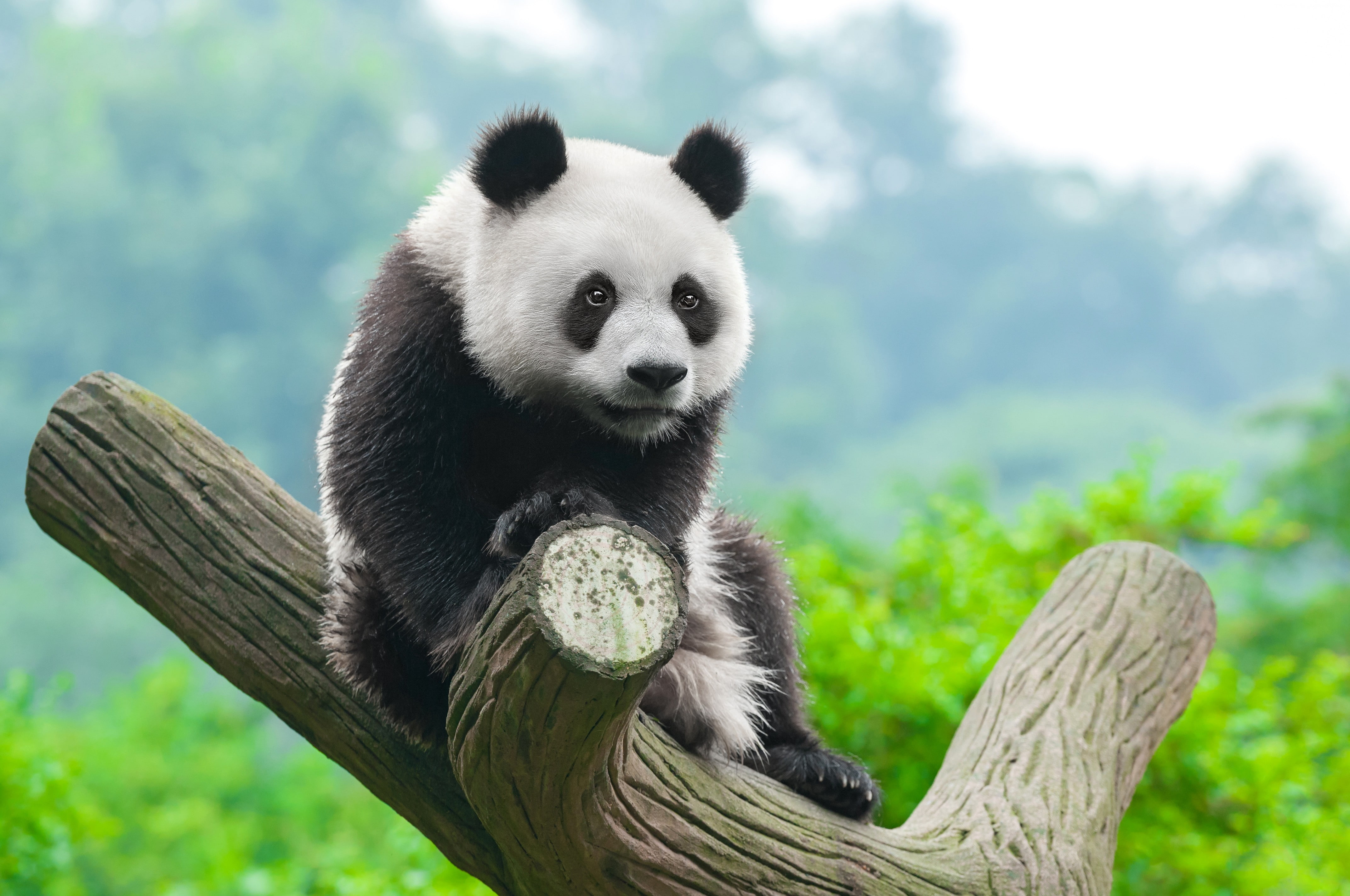 bear, 4k, animal themes, nature, wood - material, animals in the wild, mammal, animal, panda, animal wildlife, focus on foreground, cute animals, panda - animal, HD Wallpaper