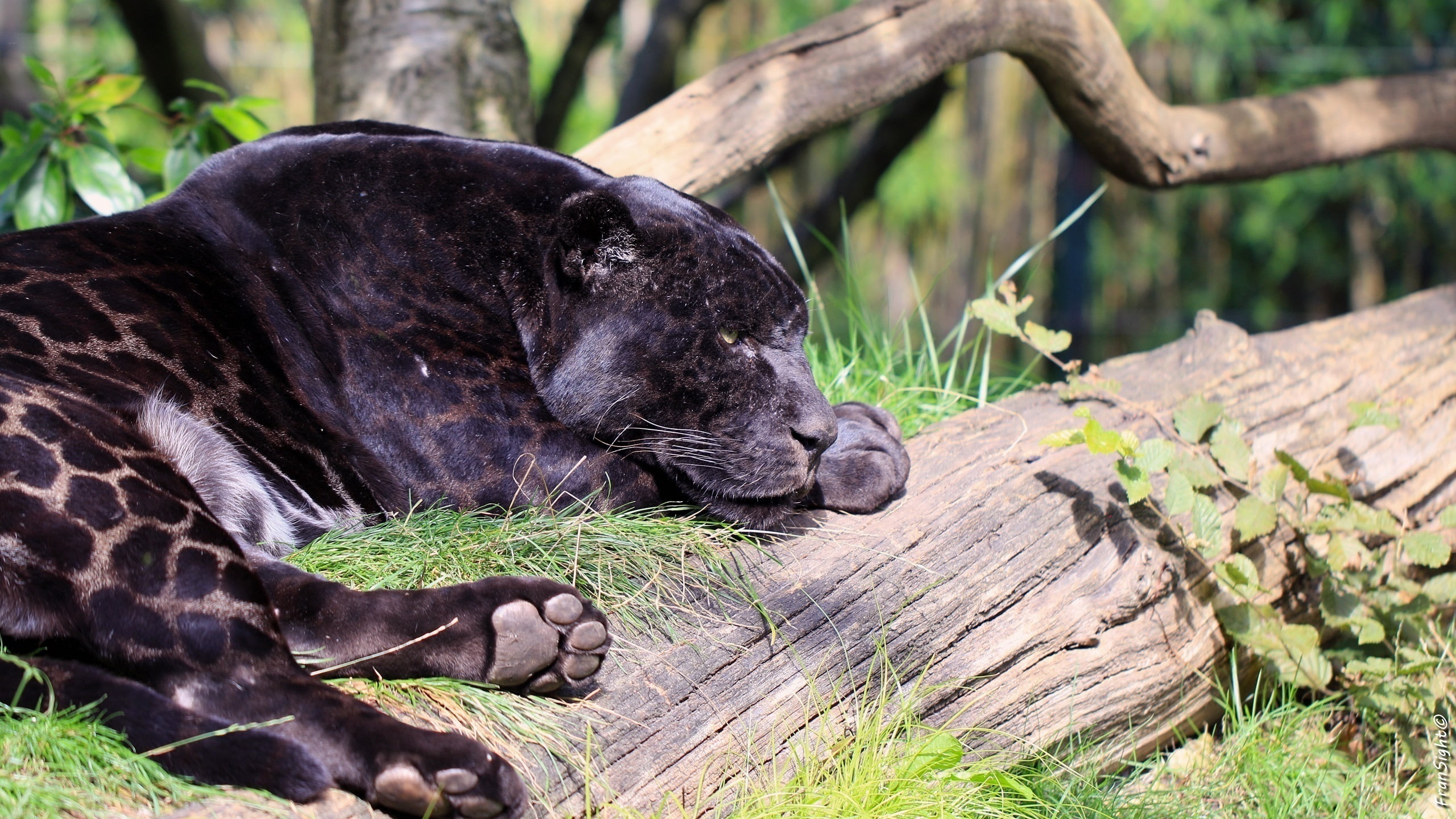 lies, focus on foreground, plant, stay, relaxation, animal, wild cat, day, face, black Jaguar, Panther, black, one animal, animal wildlife, tree, 2K, wood - material, HD Wallpaper