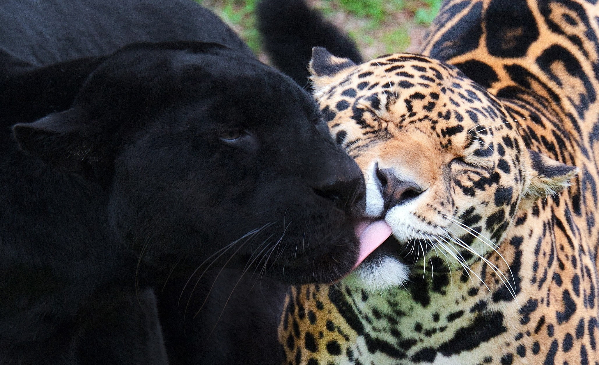 africa, animal Head, panther, brown, animal themes, feline, fur, one animal, animal wildlife, jaguar, no people, leopard, pets, whisker, carnivore, big Cat, HD Wallpaper