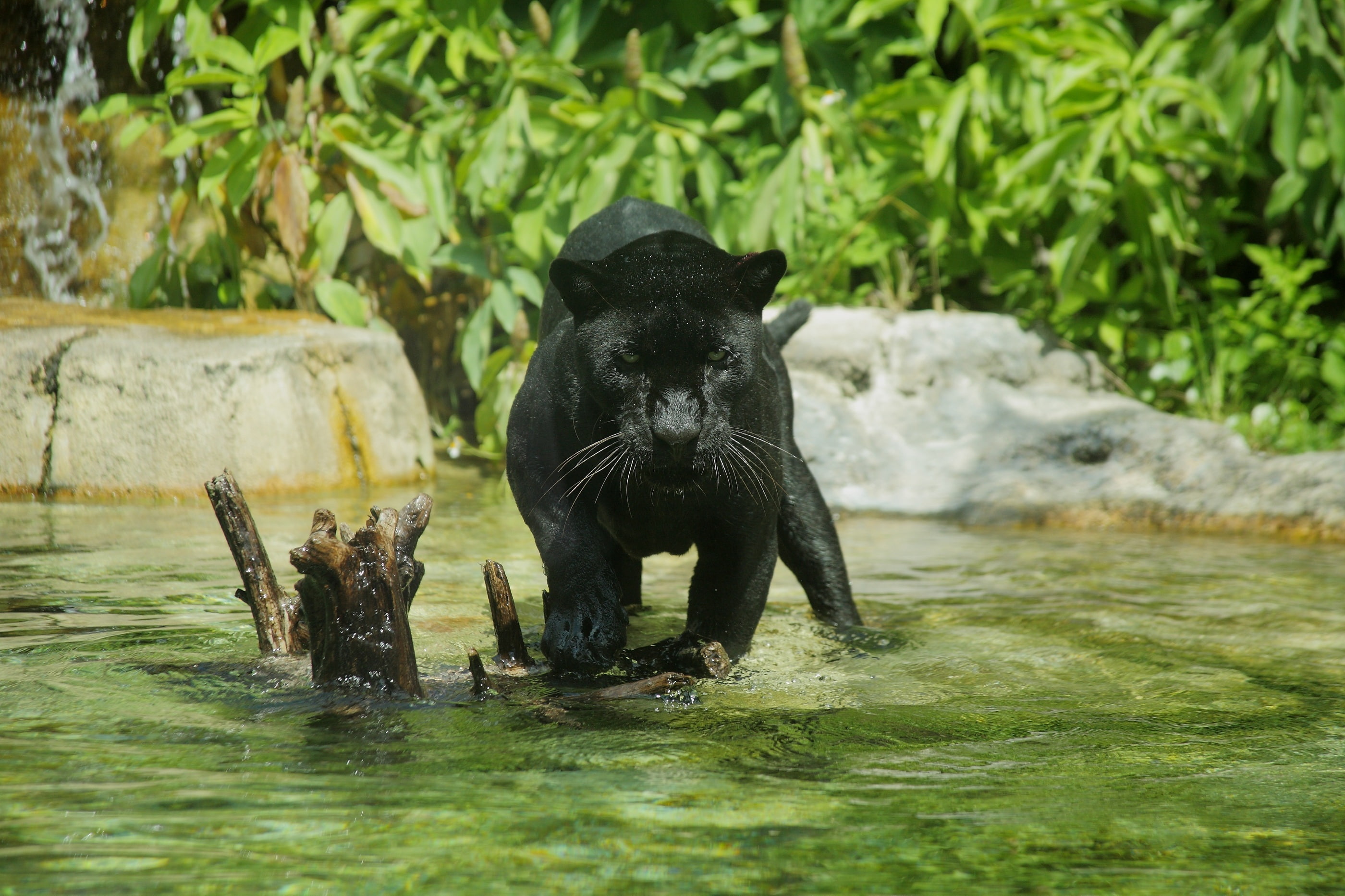 animals in the wild, day, lake, waterfront, one animal, wild cat, animal, water, animal wildlife, nature, black color, selective focus, mammal, black, predator, HD Wallpaper