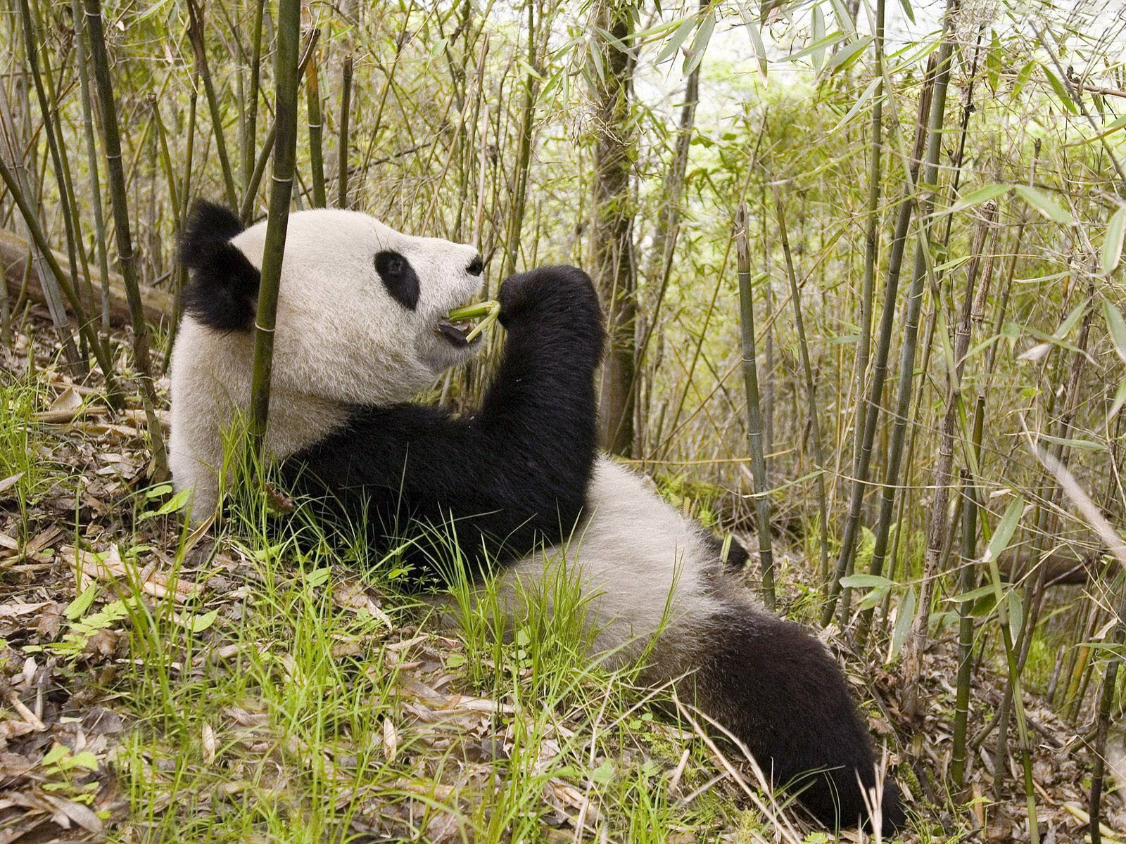 720P, panda, animals, bamboo, HD Wallpaper