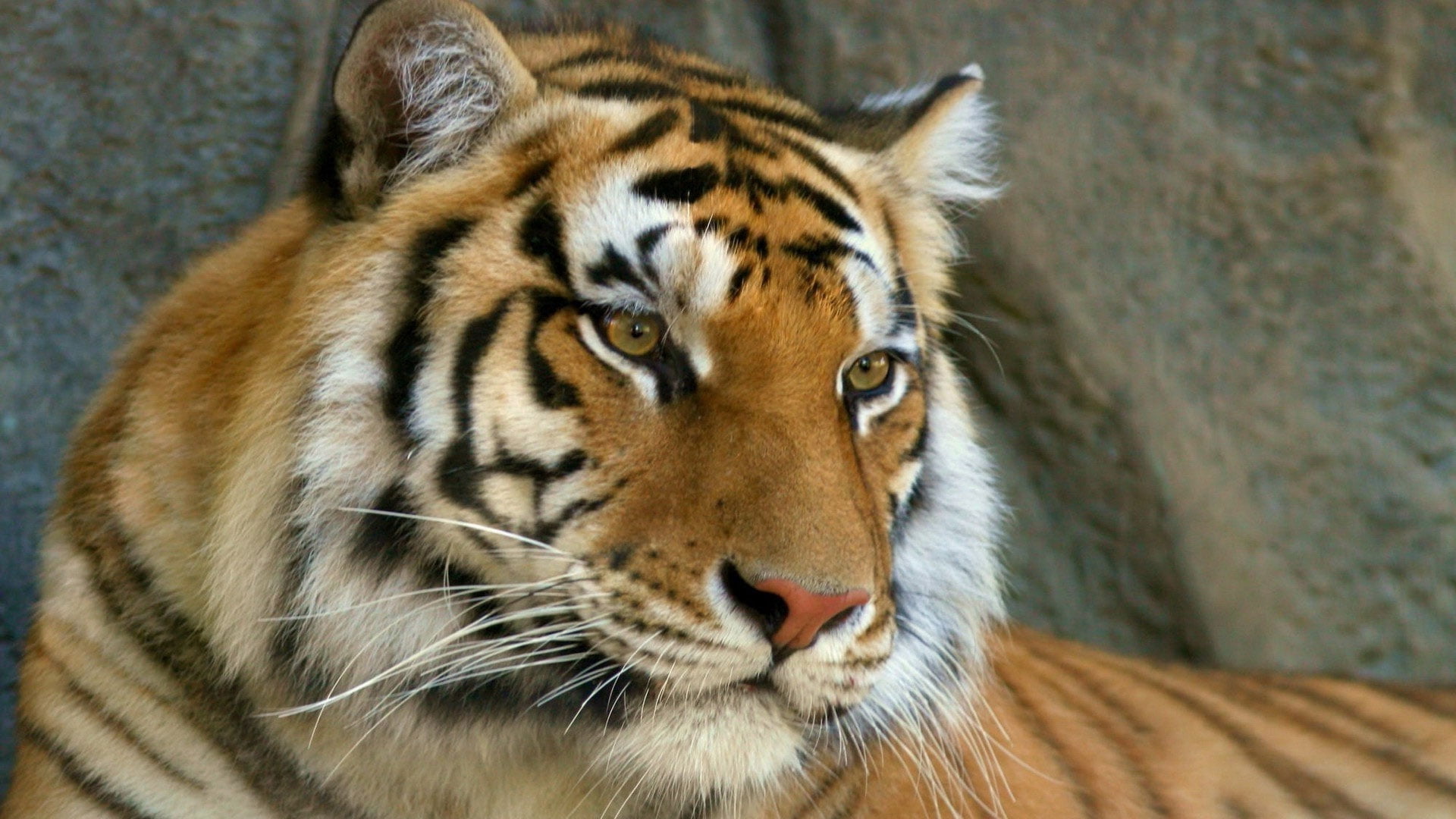 animal Eye, bengal Tiger, cat, safari Animals, fur, nature, mammal, staring, close-up, portrait, siberian, wildlife, feline, mustache, animals Hunting, HD Wallpaper