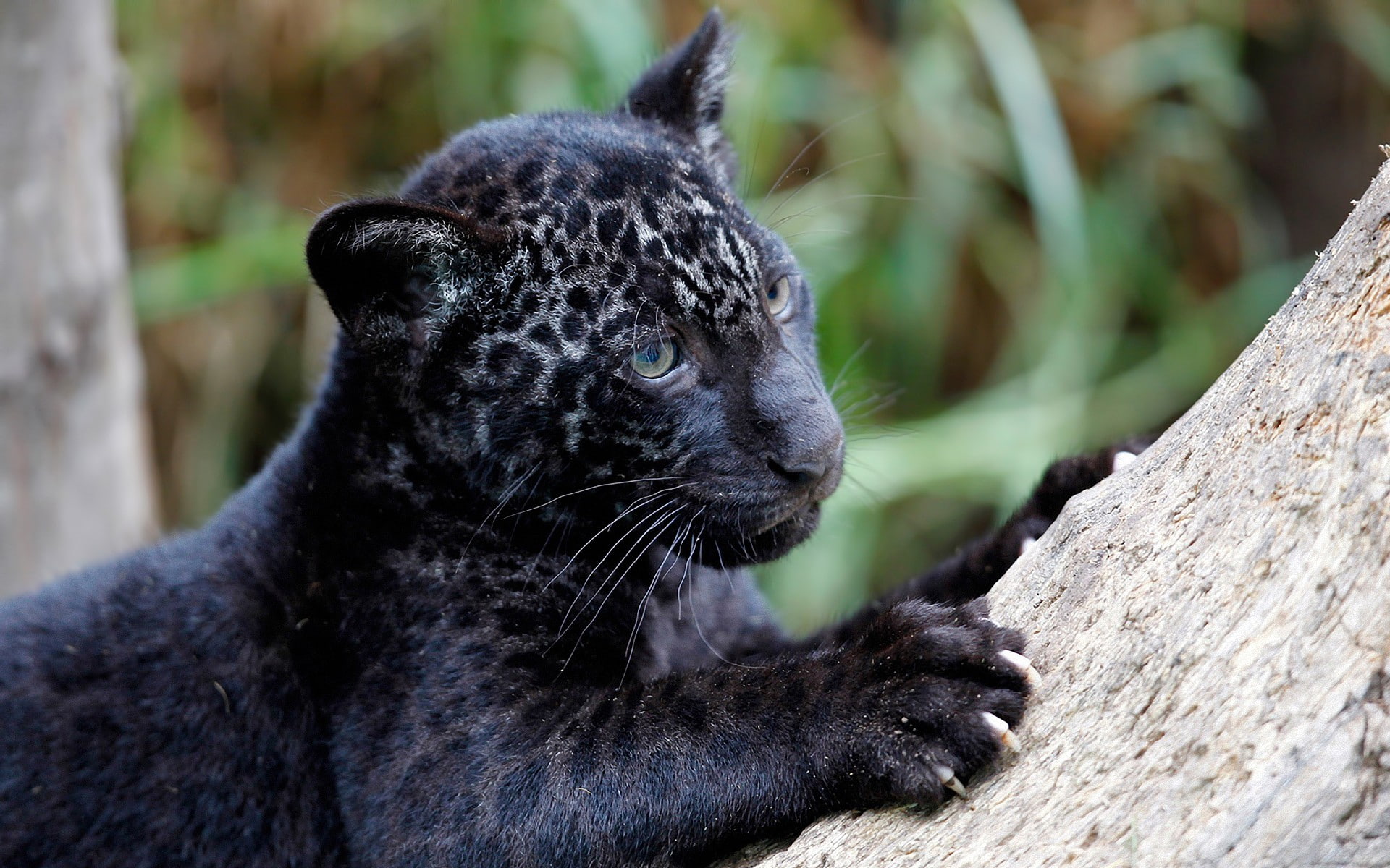 animals, panther, hd, 1080P, cub, HD Wallpaper