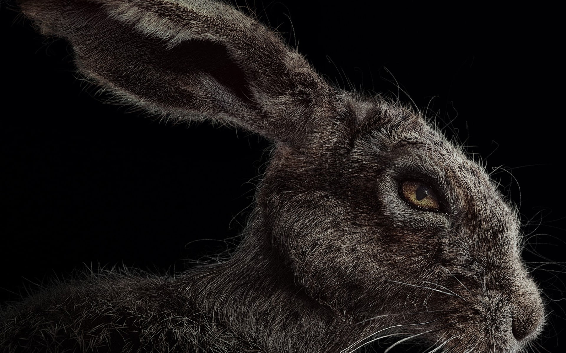 close-up, black background, whisker, animal wildlife, illustration, gray, vertebrate, domestic animals, witch, animal themes, animals in the wild, animal eye, HD Wallpaper