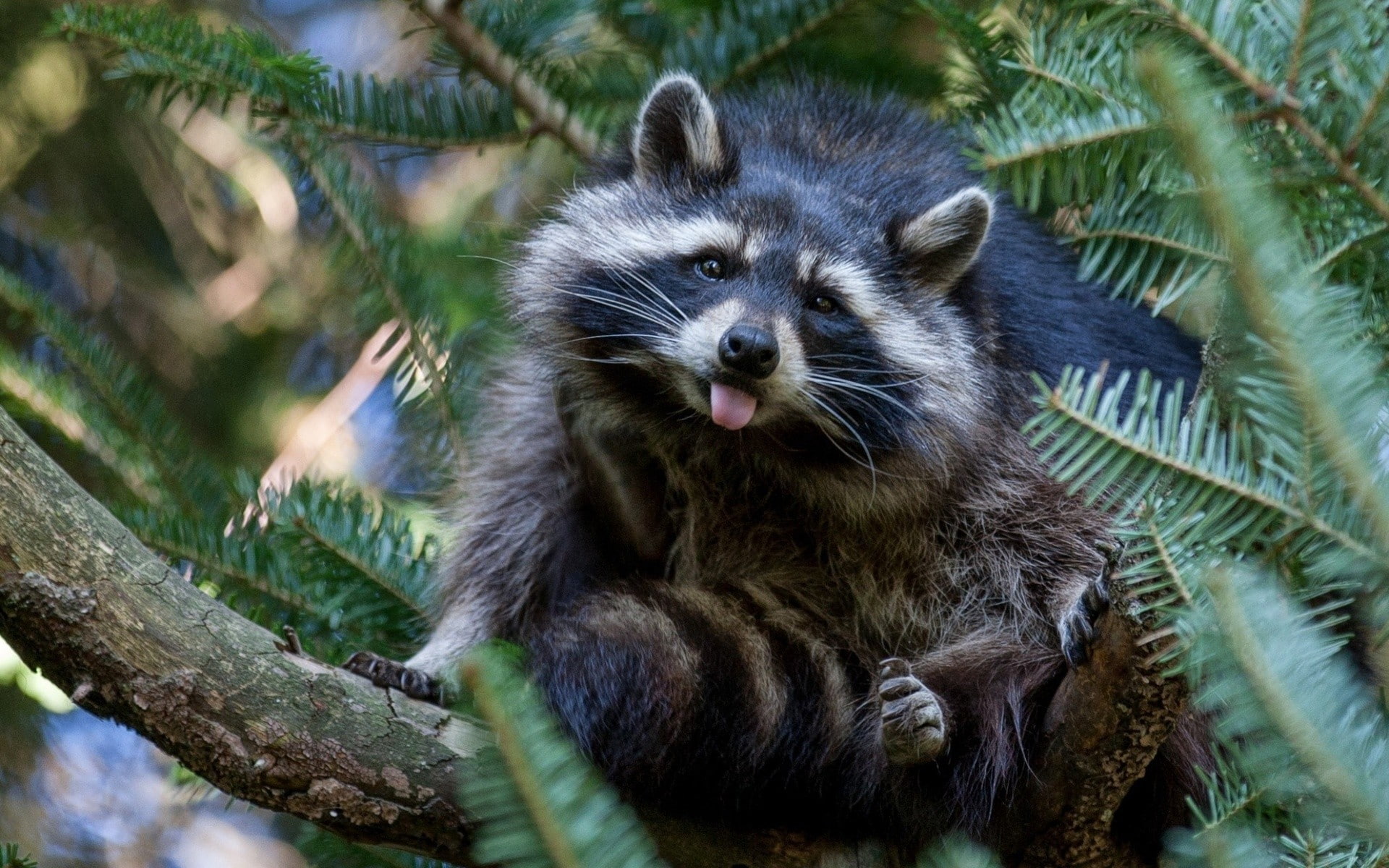 plant, no people, mammal, animal wildlife, raccoon, 1080P, selective focus, one animal, nature, animal, day, tree, animals, vertebrate, branch, outdoors, HD Wallpaper