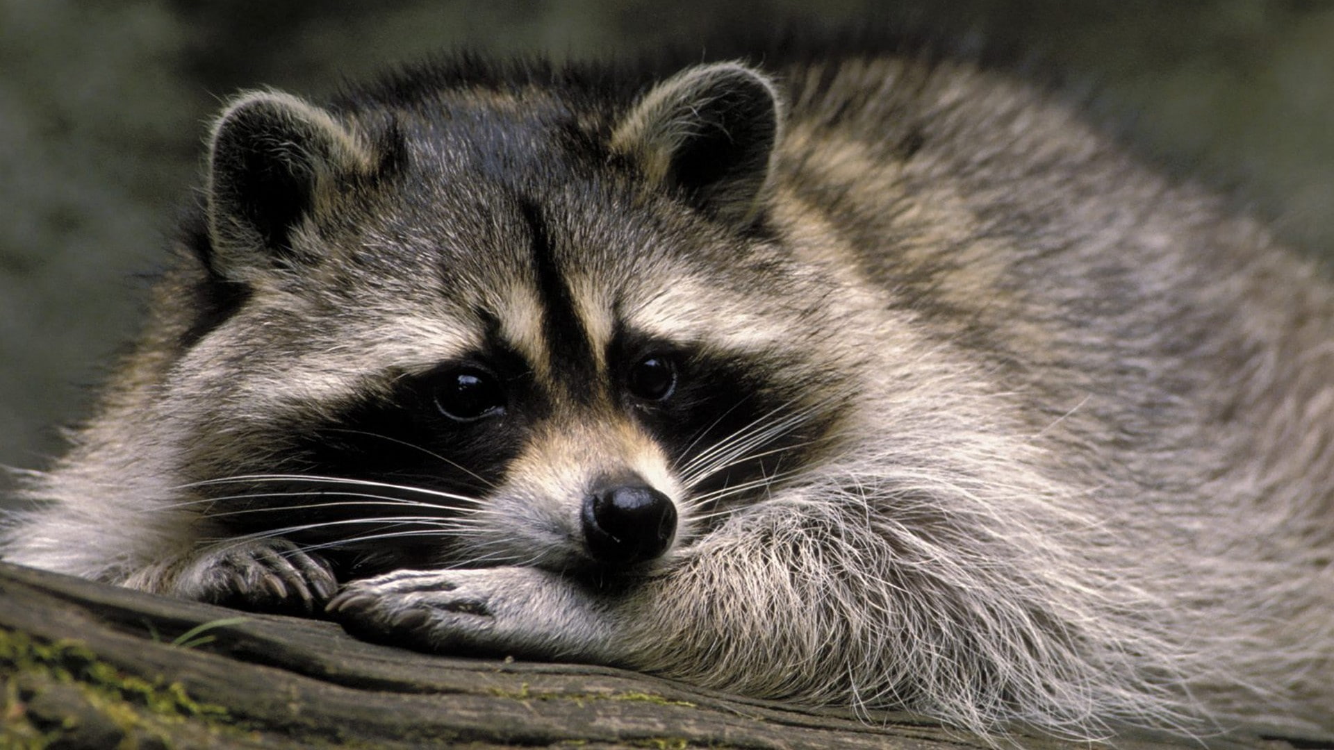 1080P, raccoons, animals, nature, HD Wallpaper