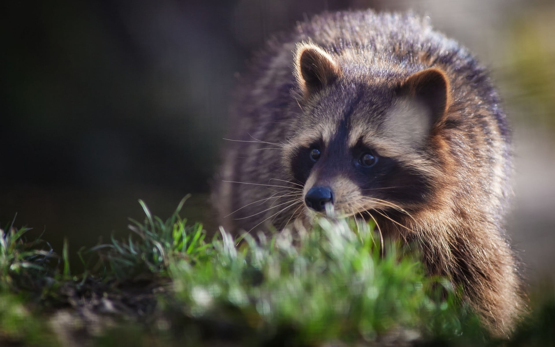black, no people, animals in the wild, looking away, 1080P, close-up, vertebrate, selective focus, whisker, fur, nature, animal, portrait, day, short, HD Wallpaper