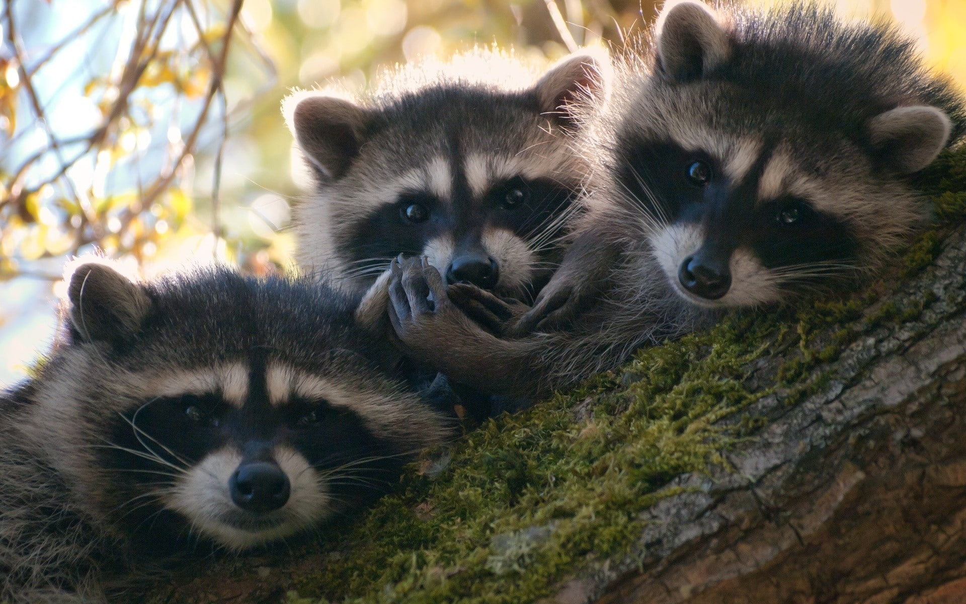 1080P, raccoons, animals, HD Wallpaper