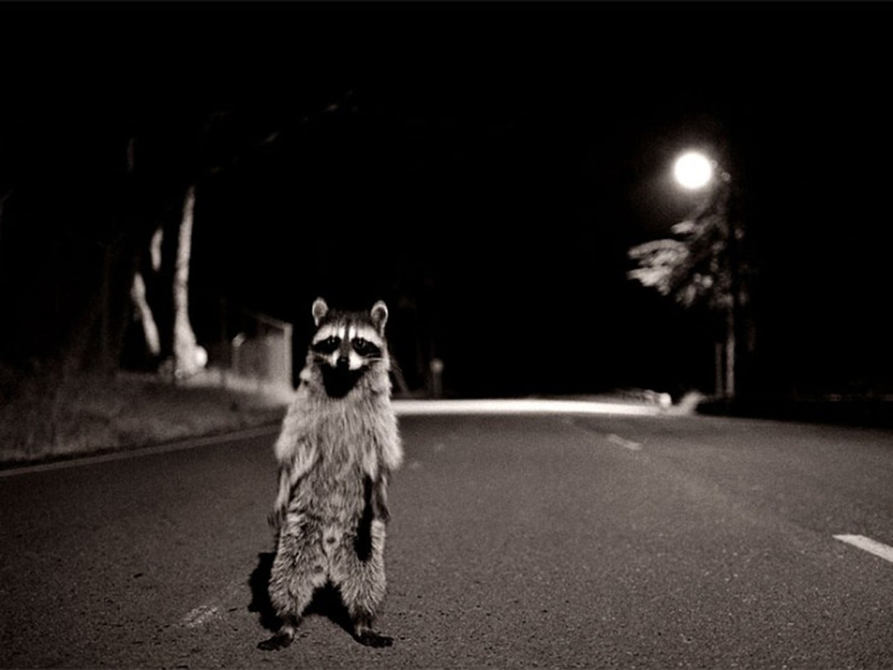 domestic, front view, one animal, mouth open, raccoon, concrete, transportation, street, pets, mammal, city, animal themes, raccoons, dog, domestic animals, HD Wallpaper