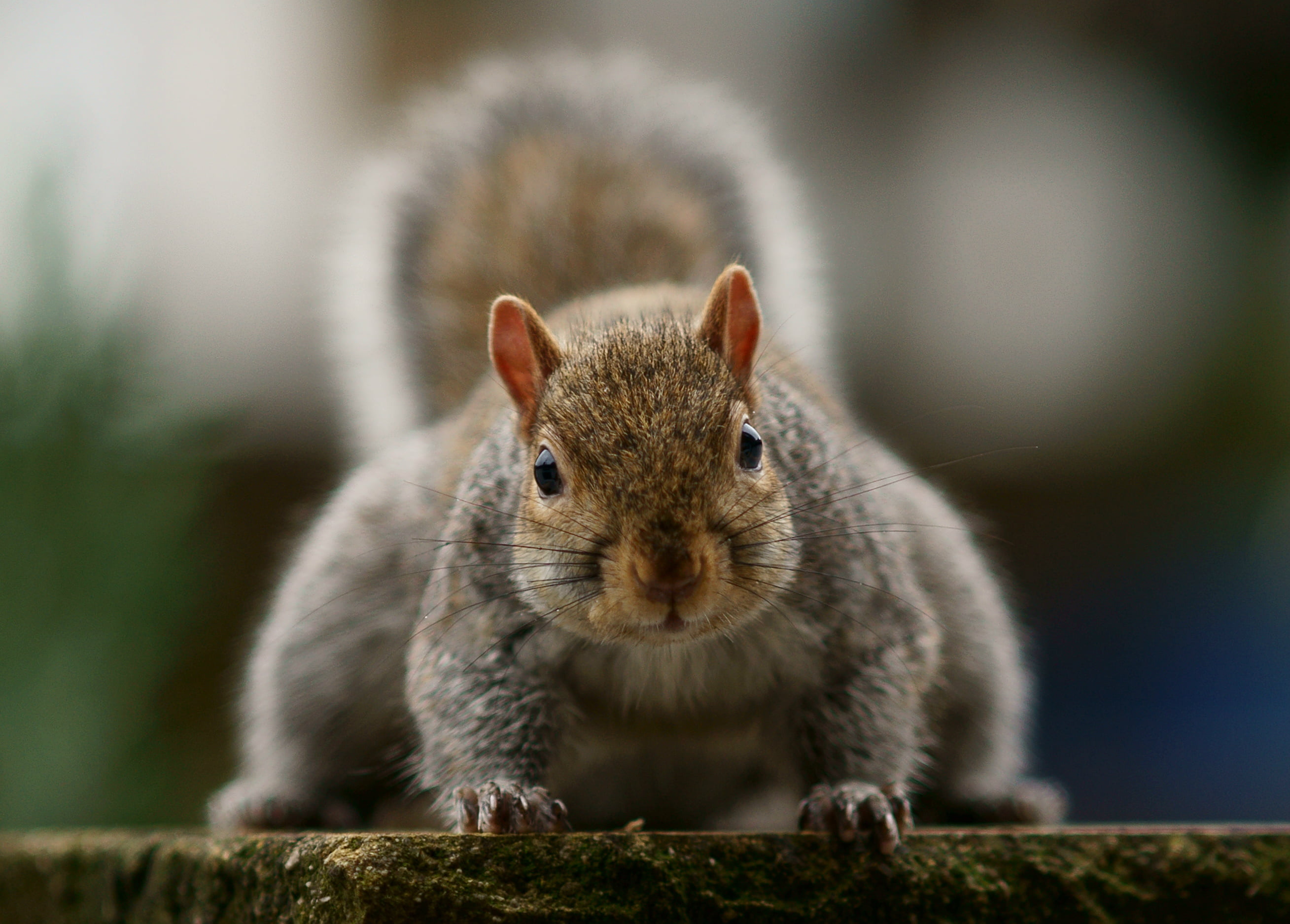 grey, outdoors, nature, 2K, legged, close-up, brown, wildlife, cute, rodent, four, fur, mammal, animal, squirrel, HD Wallpaper