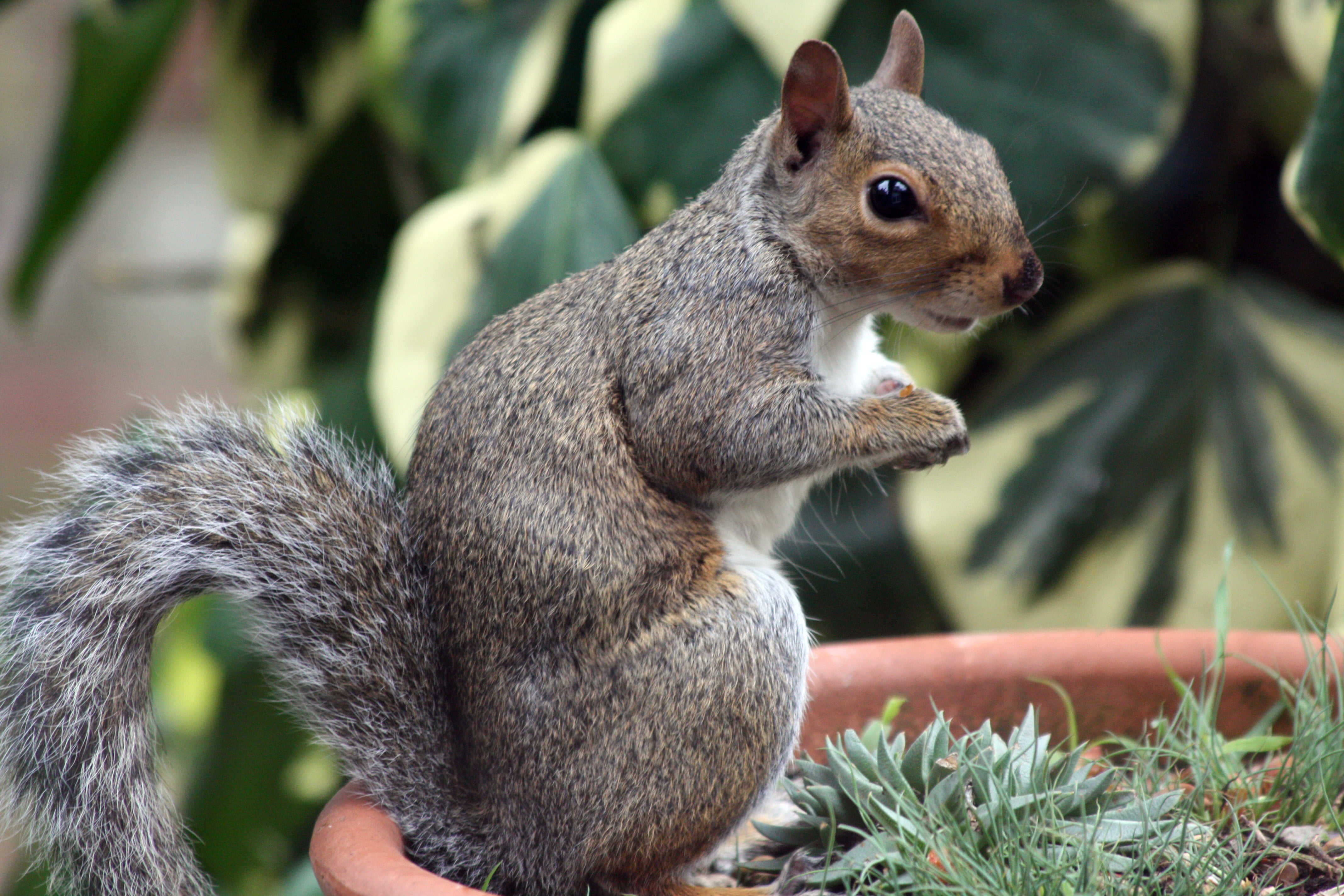 brown, wildlife, Tail, photography, eating, Charming, mammal, Bushy, nature, Beneath, 4K, rodent, Bright Eyes, Charmer, Feeder, tree, Little, squirell, HD Wallpaper