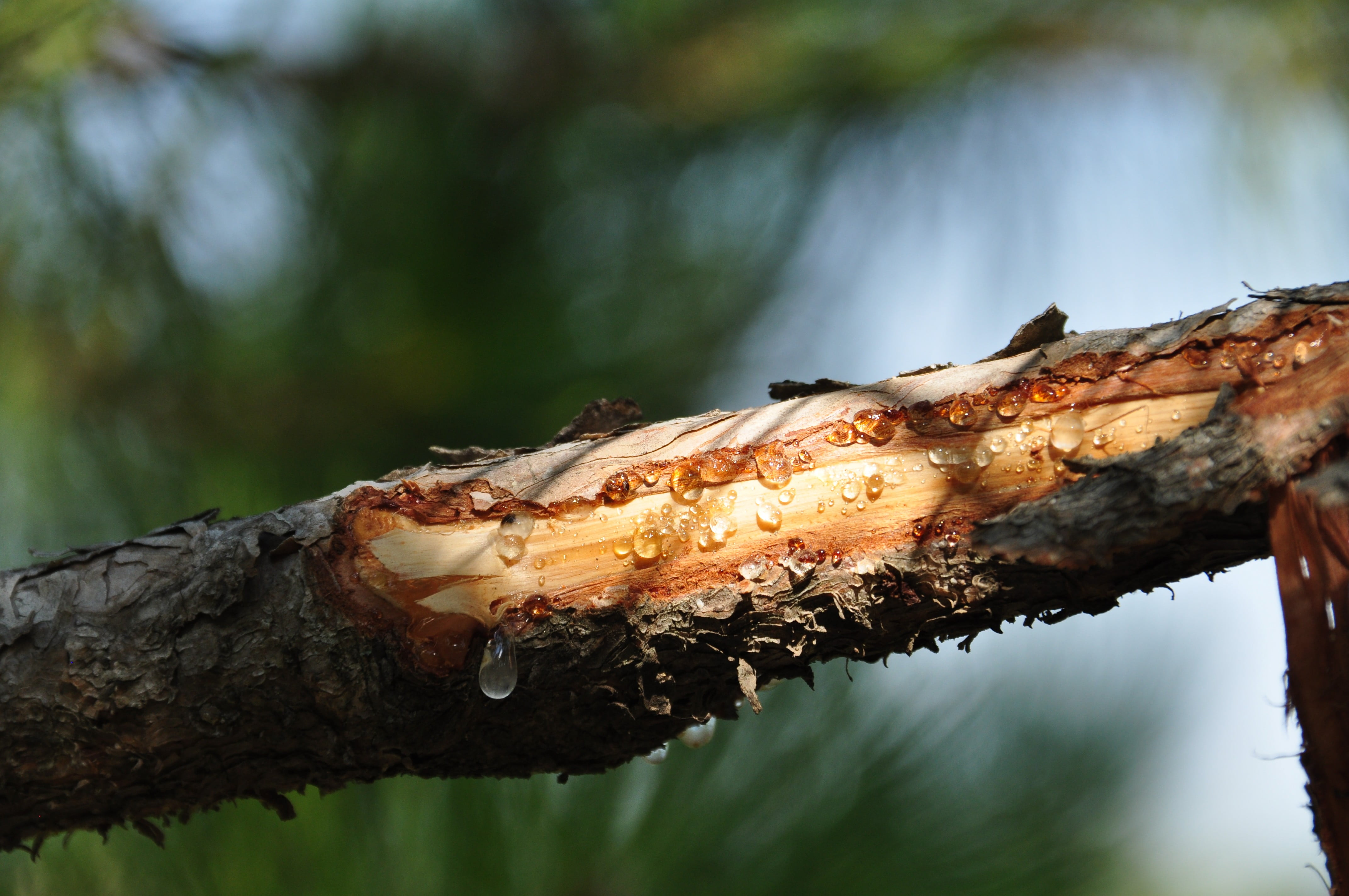 damaged, tree, 4K, nature, branch, wood - material, focus on foreground, lichen, trunk, close-up, plant bark, animal, wood, animal themes, trees, brown, HD Wallpaper