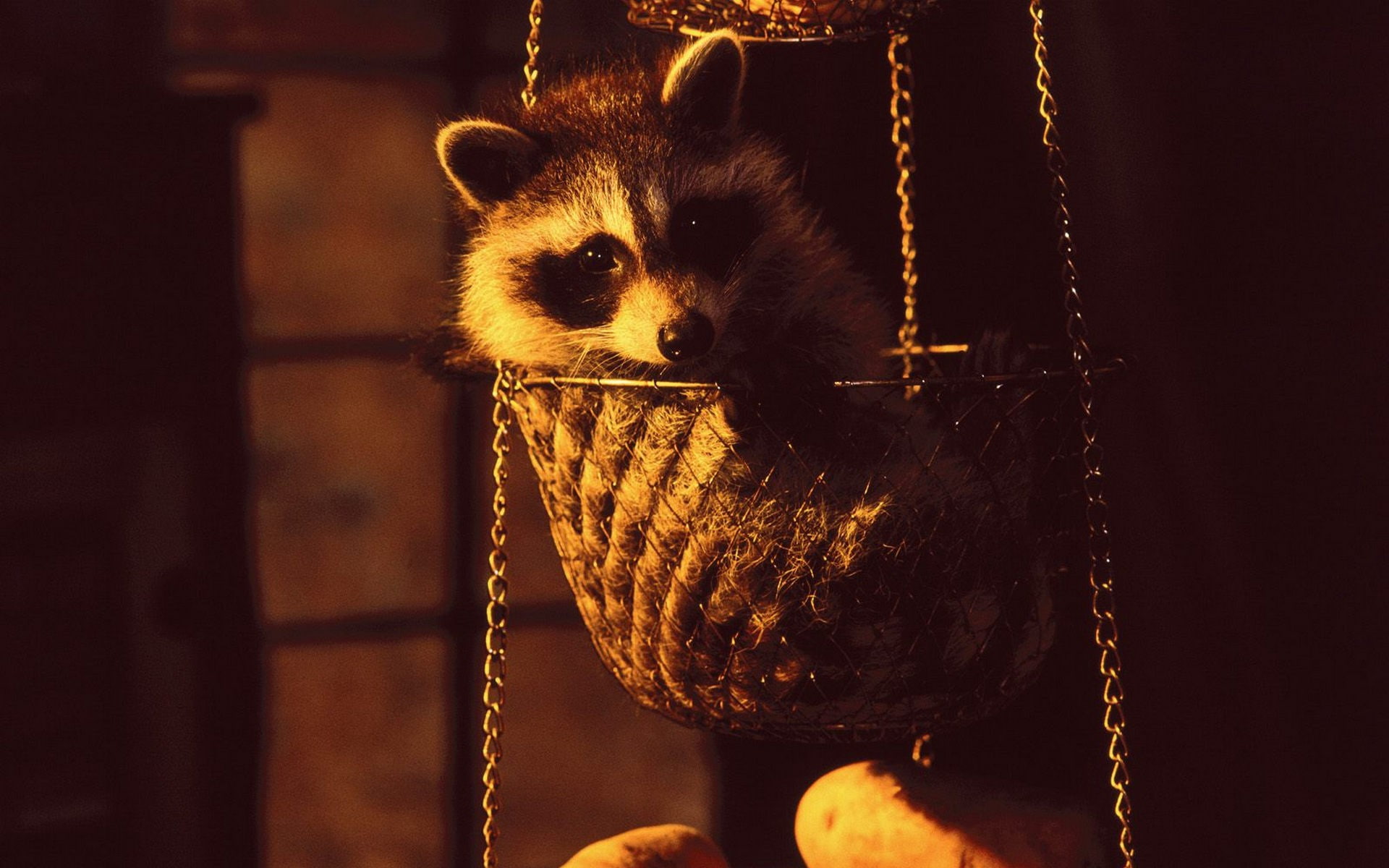raccoon, domestic, animal head, close-up, whisker, hanging, focus on foreground, metal, chain, animal themes, no people, portrait, vertebrate, animal, looking at camera, HD Wallpaper