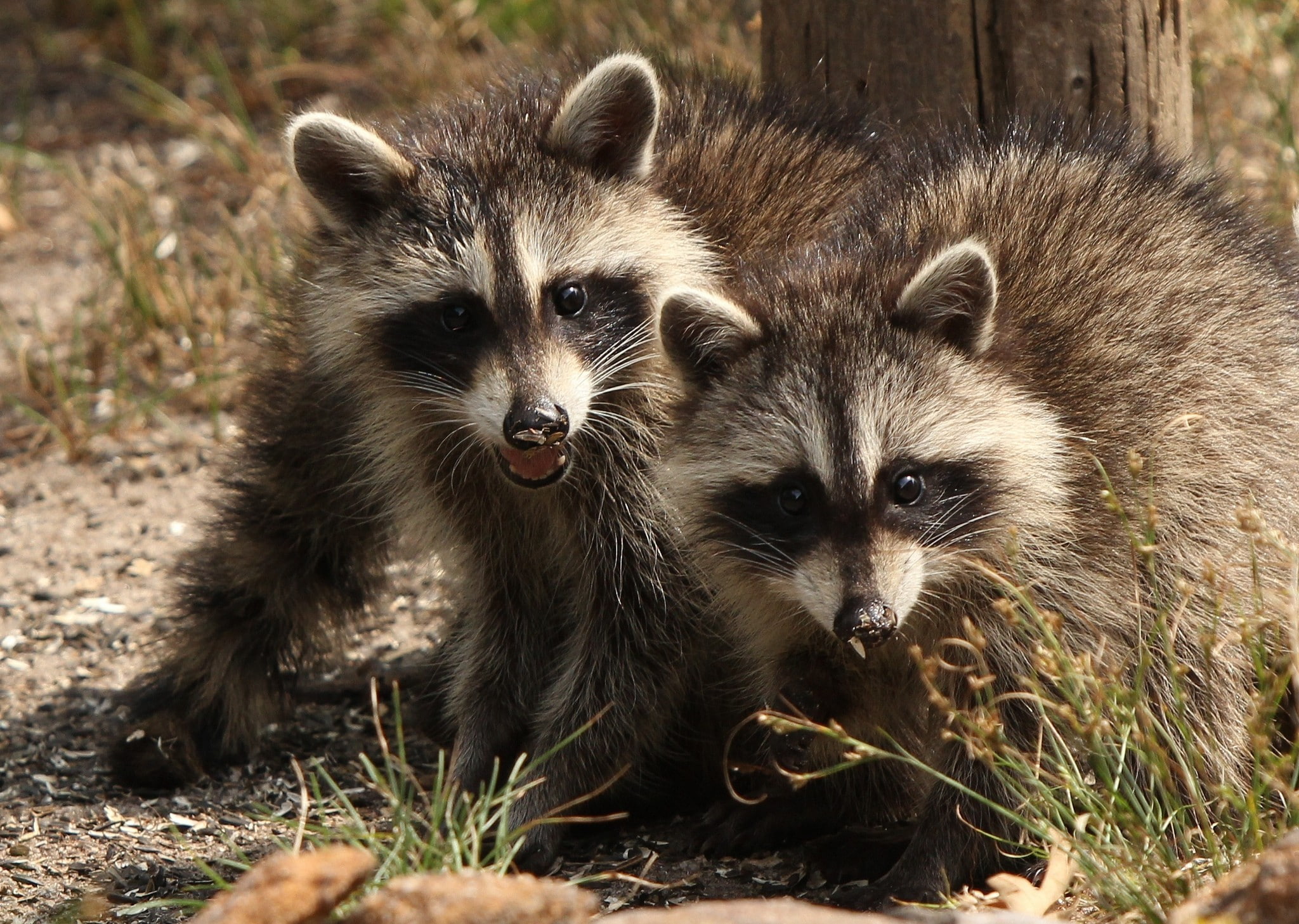 nature, raccoons, 1080P, animals, HD Wallpaper