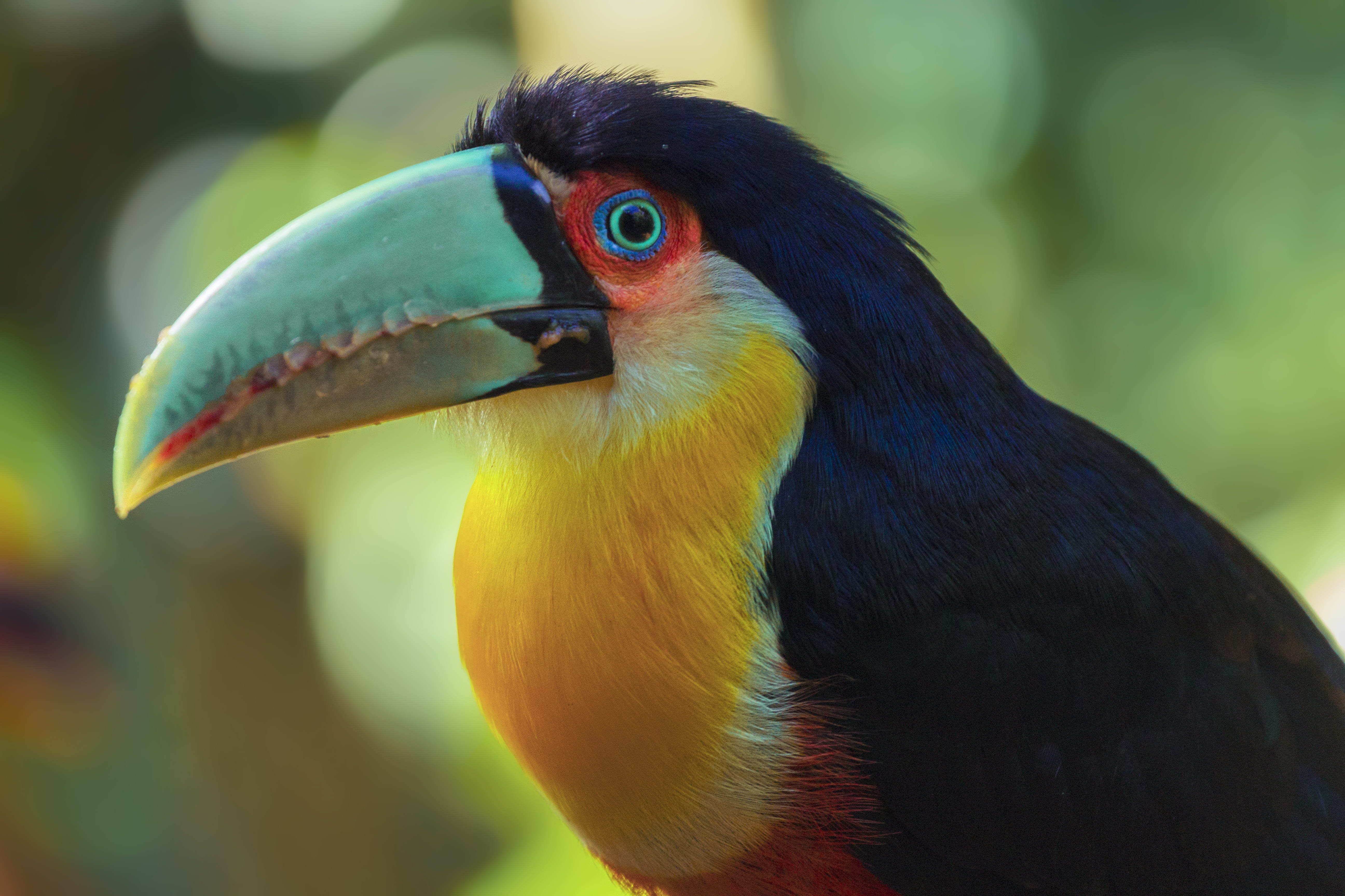 animal eye, vertebrate, bird, outdoors, focus, close-up, focus on foreground, beak, side view, animals, photography, color, wing, colorful, animal head, HD Wallpaper
