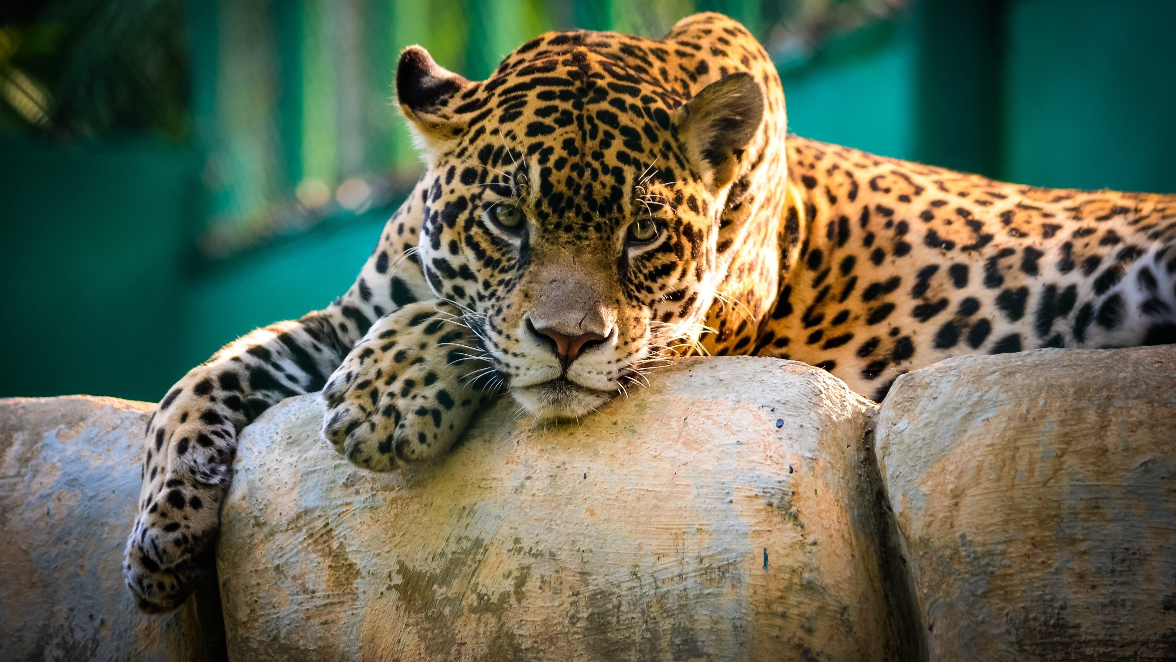 Cat, 4K, Have, Rest, Jaguar, Wild, HD Wallpaper