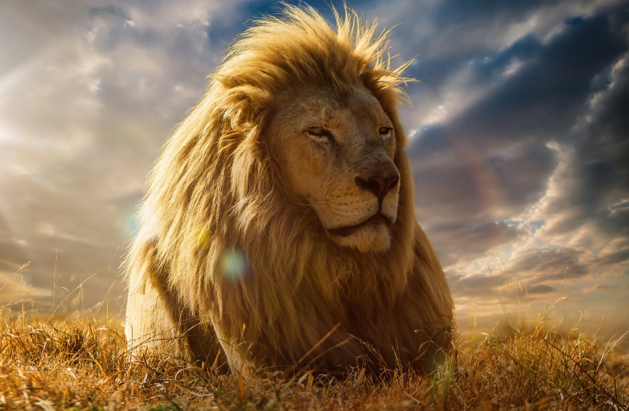 lion - feline, plant, feline, cat, cloud - sky, animal themes, outdoors, king, relaxation, animal, Resting, male, animals in the wild, Savanna, one animal, HD Wallpaper