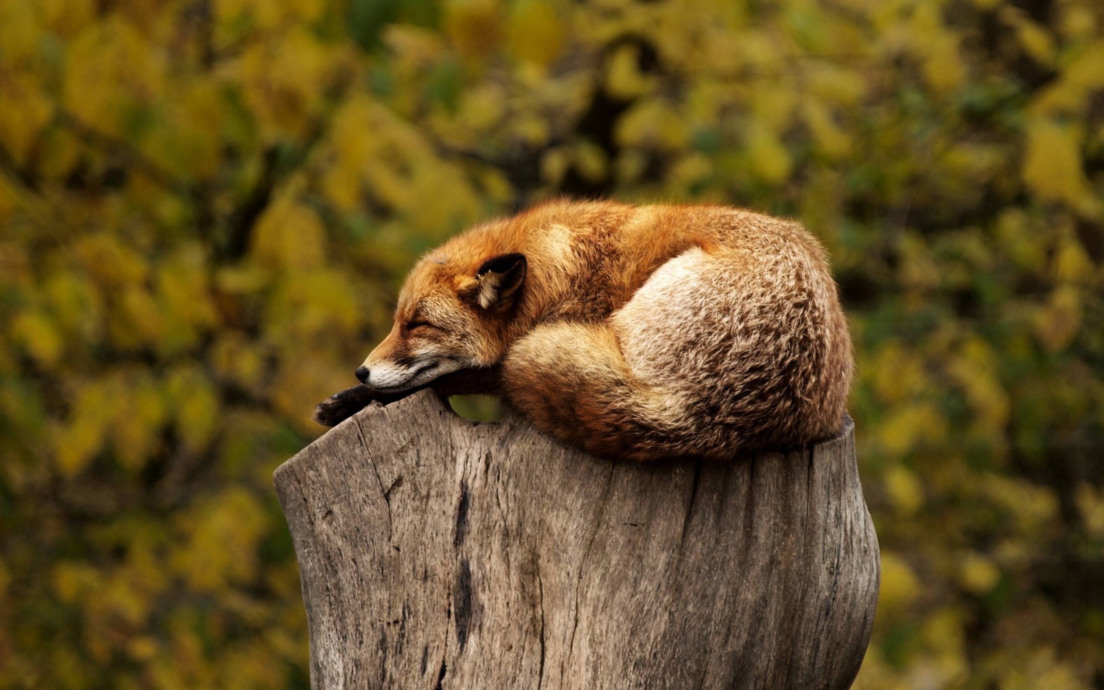 relaxing, fox, 4K, sleeping, animal, red, resting, wild, HD Wallpaper