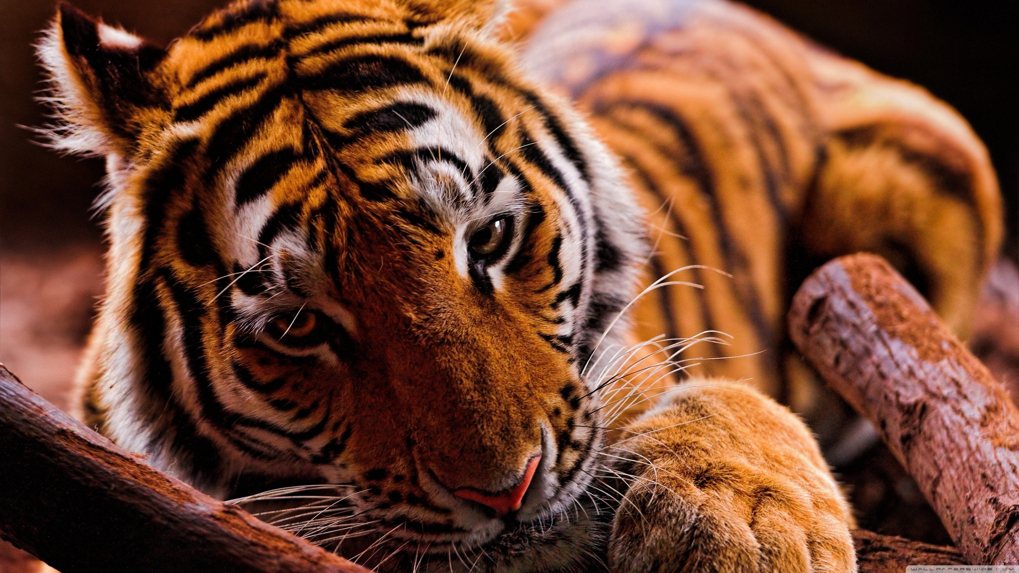 rest, tiger, animals, 2K, HD Wallpaper